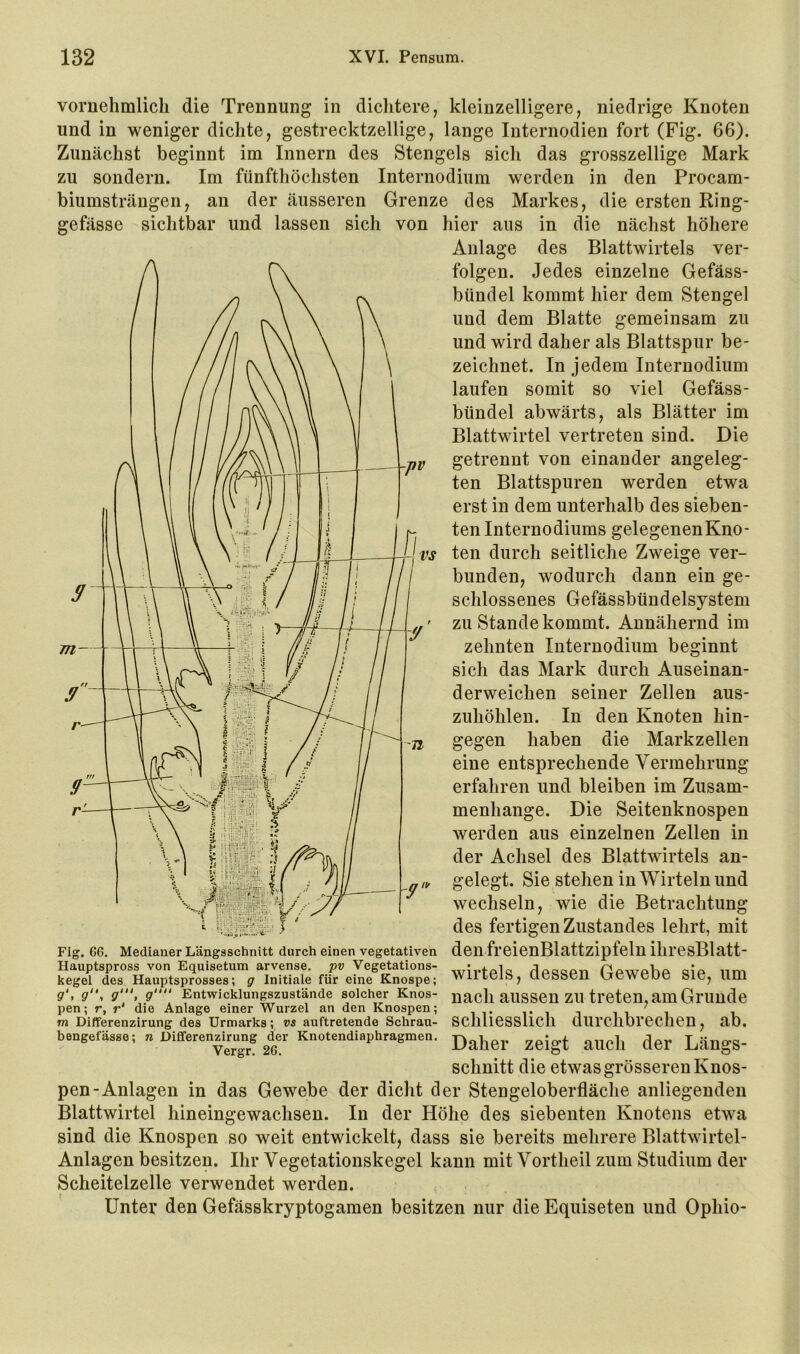 voriiehmlicli die Trennung in dichtere, kleinzelligere, niedrige Knoten und in weniger dichte, gestrecktzellige, lange Internodien fort (Fig. 66). Zunächst beginnt im Innern des Stengels sich das grosszeilige Mark zu sondern. Im fünfthöchsten Internodium werden in den Procam- biumsträngen, an der äusseren Grenze des Markes, die ersten Ring- gefässe sichtbar und lassen sich von hier aus in die nächst höhere Anlage des Blattwirtels ver- folgen. Jedes einzelne Gefäss- bündel kommt hier dem Stengel und dem Blatte gemeinsam zu und wird daher als Blattspur be- zeichnet. In jedem Internodium laufen somit so viel Gefäss- bündel abwärts, als Blätter im Blattwirtel vertreten sind. Die getrennt von einander angeleg- ten Blattspuren werden etwa erst in dem unterhalb des sieben- ten Internodiums gelegenenKno- ten durch seitliche Zweige ver- bunden, wodurch dann ein ge- schlossenes Gefässbündelsystem zu Stande kommt. Annähernd im zehnten Internodium beginnt sich das Mark durch Auseinan- derweichen seiner Zellen aus- zuhöhlen. In den Knoten hin- gegen haben die Markzellen eine entsprechende Vermehrung erfahren und bleiben im Zusam- menhänge. Die Seitenknospen werden aus einzelnen Zellen in der Achsel des Blattwirtels an- gelegt. Sie stehen in Wirteln und wechseln, wie die Betrachtung des fertigen Zustandes lehrt, mit den freienBlattzipfeln ihresBlatt- wirtels, dessen Gewebe sie, um nach aussen zu treten, am Grunde schliesslich durchbrechen, ab. Daher zeigt auch der Längs- schnitt die etwas grösseren Knos- pen-Anlagen in das Gewebe der dicht der Stengeloberfläche anliegenden Blattwirtel hineingewachsen. In der Höhe des siebenten Knotens etwa sind die Knospen so weit entwickelt, dass sie bereits mehrere Blattwirtel- Anlagen besitzen. Ihr Vegetationskegel kann mit Vortheil zum Studium der Scheitelzelle verwendet werden. Unter den Gefässkryptogamen besitzen nur die Equiseten und Ophio- Fig. 66. Medianer Längsschnitt durch einen vegetativen Hauptspross von Equisetum arvense. pv Vegetations- kegel des Hauptsprosses; g Initiale für eine Knospe; 9'1 9‘*i Entwicklungszustände solcher Knos- pen; r, r' die Anlage einer Wurzel an den Knospen; m Differenzirung des Urmarks; vs auftretende Schrau- bengefässe; n Differenzirung der Knotendiaphragmen. Vergr. 26.