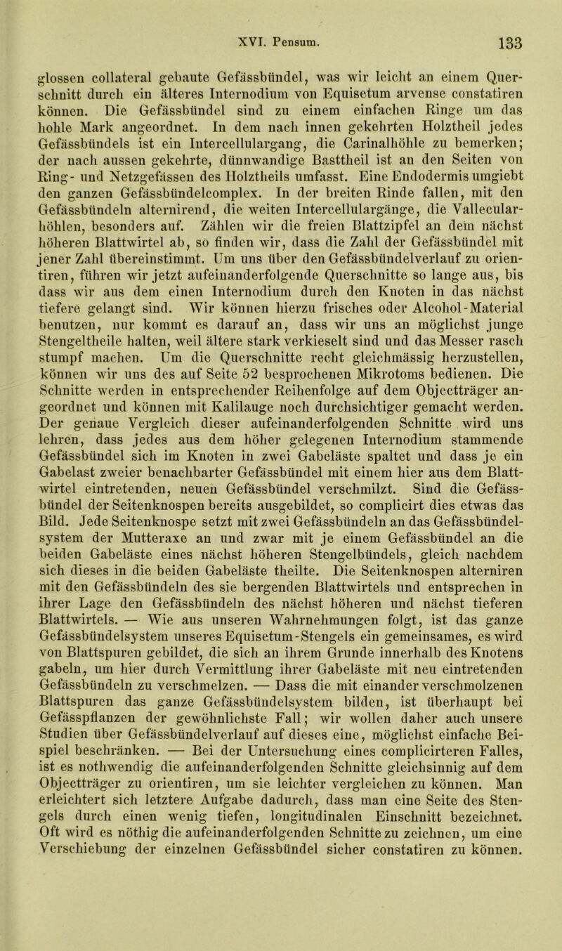 glossen collatcral gebaute Gefässbiindel, was wir leiclit an einem Q,iier- schnitt (lurcli ein älteres Internodiiim von Equisetum arvense constatiren können. Die Gefässbiindel sind zu einem einfaehen Ringe um das hohle Mark angeordnet. In dem naeh innen gekehrten Holztheil jedes Gefässbündels ist ein Intercellulargang, die Carinalhöhle zu bemerken; der nach aussen gekehrte, dünnwandige Basttheil ist an den Seiten von Ring- und Netzgefässen des Holztheils umfasst. Eine Endodermis umgiebt den ganzen Gefässbündelcomplex. In der breiten Rinde fallen, mit den Gefässbttndeln alternirend, die weiten Intercellulargänge, die Vallecular- höhlen, besonders auf. Zählen wir die freien Blattzipfel an dein nächst liöheren Blattwirtel ab, so finden wir, dass die Zahl der Gefässbündel mit jener Zahl übereinstimmt. Um uns über den Gefässbündelverlauf zu orien- tiren, führen wir jetzt aufeinanderfolgende Querschnitte so lange aus, bis dass wir aus dem einen Internodium durch den Knoten in das nächst tiefere gelangt sind. Wir können hierzu frisches oder Alcohol-Material benutzen, nur kommt es darauf an, dass wir uns an möglichst junge Stengeitheile halten, weil ältere stark verkieselt sind und das Messer rasch stumpf machen. Um die Querschnitte recht gleichmässig herzustellen, können wir uns des auf Seite 52 besprochenen Mikrotoms bedienen. Die Schnitte werden in entsprechender Reihenfolge auf dem Objectträger an- geordnet und können mit Kalilauge noch durchsichtiger gemacht werden. Der genaue Vergleich dieser aufeinanderfolgenden Schnitte wird uns lehren, dass jedes aus dem höher gelegenen Internodium stammende Gefässbündel sich im Knoten in zwei Gabeläste spaltet und dass je ein Gabelast zweier benachbarter Gefässbündel mit einem hier aus dem Blatt- wirtel eintretenden, neuen Gefässbündel verschmilzt. Sind die Gefäss- bündel der Seitenknospen bereits ausgebildet, so complicirt dies etwas das Bild. Jede Seitenknospe setzt mit zwei Gefässbündeln an das Gefässbündel- system der Mutteraxe an und zwar mit je einem Gefässbündel an die beiden Gabeläste eines nächst höheren Stengelbündels, gleich nachdem sich dieses in die beiden Gabeläste theilte. Die Seitenknospen alterniren mit den Gefässbündeln des sie bergenden Blattwirtels und entsprechen in ihrer Lage den Gefässbündeln des nächst höheren und nächst tieferen Blattwirtels. — Wie aus unseren Wahrnehmungen folgt, ist das ganze Gefässbündelsystem unseres Equisetum-Stengels ein gemeinsames, es wird von Blattspuren gebildet, die sich an ihrem Grunde innerhalb des Knotens gabeln^ um hier durch Vermittlung ihrer Gabeläste mit neu eintretenden Gefässbündeln zu verschmelzen. — Dass die mit einander verschmolzenen Blattspuren das ganze Gefässbündelsystem bilden, ist überhaupt bei Gefässpflanzen der gewöhnlichste Fall; wir wollen daher auch unsere Studien über Gefässbündelverlauf auf dieses eine, möglichst einfache Bei- spiel beschränken. — Bei der Untersuchung eines complicirteren Falles, ist es nothwendig die aufeinanderfolgenden Schnitte gleichsinnig auf dem Objectträger zu orientiren, um sie leichter vergleichen zu können. Man erleichtert sich letztere Aufgabe dadurch, dass man eine Seite des Sten- gels durch einen wenig tiefen, longitudinalen Einschnitt bezeichnet. Oft wird es nöthig die aufeinanderfolgenden Schnitte zu zeichnen, um eine Verschiebung der einzelnen Gefässbündel sicher constatiren zu können.