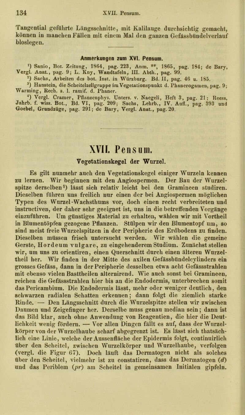 Tangential gefülirte Längssclinitte, mit Kalilauge durchsichtig gemacht, können in manchen Fällen mit einem Mal den ganzen Gefässbündelverlauf bloslegen. Anmerkungen zum XVI. Pensum. ’) Sanio, Bot. Zeitung, 1864, pag. 223, Anm. 1865, pag. 184; de Bary, Vergl. Anat., pag. 9; L. Kny, Wandtafeln, III. Abth., pag. 99. Sachs, Arbeiten des bot. Inst, in Wiirzburg. Bd. II, pag. 46 u. 185. Haustein, die Scheitelzellgruppe im Vegetationspunkt d. Phanerogamen, pag. 9; Warming, Rech. s. 1. ramif. d. Phaner. ■^) Vergl. Gramer, Pflanzenphys. Unters, v. Naegeli, Heft 3, pag. 21; Reess, Jahrb. f. wiss. Bot., Bd. VI, pag. 209; Sachs, Lehrb., IV. Aufl., pag. 393 und Goebel, Grundzüge, pag. 291; de Bary, Vergl. Anat., pag. 20. XVII. P ensum. Vegetationskegel der Wurzel. Es gilt nunmehr auch den Vegetationskegel einiger Wurzeln kennen zu lernen. Wir beginnen mit den Angiospermen. Der Bau der Wurzel- spitze derselben 0 lässt sich relativ leicht bei den Gramineen studiren. Dieselben führen uns freilich nur einen der bei Angiospermen möglichen Typen des Wurzel-Wachsthums vor, doch einen recht verbreiteten und instructiven, der daher sehr geeignet ist, uns in die betreffenden Vorgänge einzuführen. Um günstiges Material zu erhalten, wählen wir mit Vortheil in Blumentöpfen gezogene Pflanzen. Stülpen wir den Blumentopf um, so sind meist freie Wurzelspitzen in der Peripherie des Erdbodens zu finden. Dieselben müssen frisch untersucht werden. Wir wählen die gemeine Gerste, Hordeum vulgare, zu eingehenderem Studium. Zunächst stellen wir, um uns zu orientiren, einen Querschnitt durch einen älteren Wurzel- theil her. Wir finden in der Mitte des axilen Gefässbündelcylinders ein grosses Gefäss, dann in der Peripherie desselben etwa acht Gefässstrahlen mit ebenso vielen Basttheilen alternirend. Wie auch sonst bei Gramineen, reichen die Gefässstrahlen hier bis an die Endodermis, unterbrechen somit das Pericambium. Die Endodermis lässt, mehr oder weniger deutlich, den schwarzen radialen Schatten erkennen; dann folgt die ziemlich starke Rinde. — Den Längsschnitt durch die Wurzelspitze stellen wir zwischen Daumen und Zeigefinger her. Derselbe muss genau median sein; dann ist das Bild klar, auch ohne Anwendung von Reagentien, die hier die Deut- lichkeit wenig fördern. — Vor allen Dingen fällt es auf, dass der Wurzel- körper von der Wurzelhaube scharf abgegrenzt ist. Es lässt sich thatsäch- lich eine Linie, welche der Aussenfläche der Epidermis folgt, continiiirlich über den Scheitel, zwischen Wurzelkörper und Wurzelhaube, verfolgen (vergl. die Figur 67). Doch läuft das Dermatogen nicht als solches über den Scheitel, vielmehr ist zu constatiren, dass das Dermatogen (d) und das Periblem (pr) am Scheitel in gemeinsamen Initialen gipfeln.