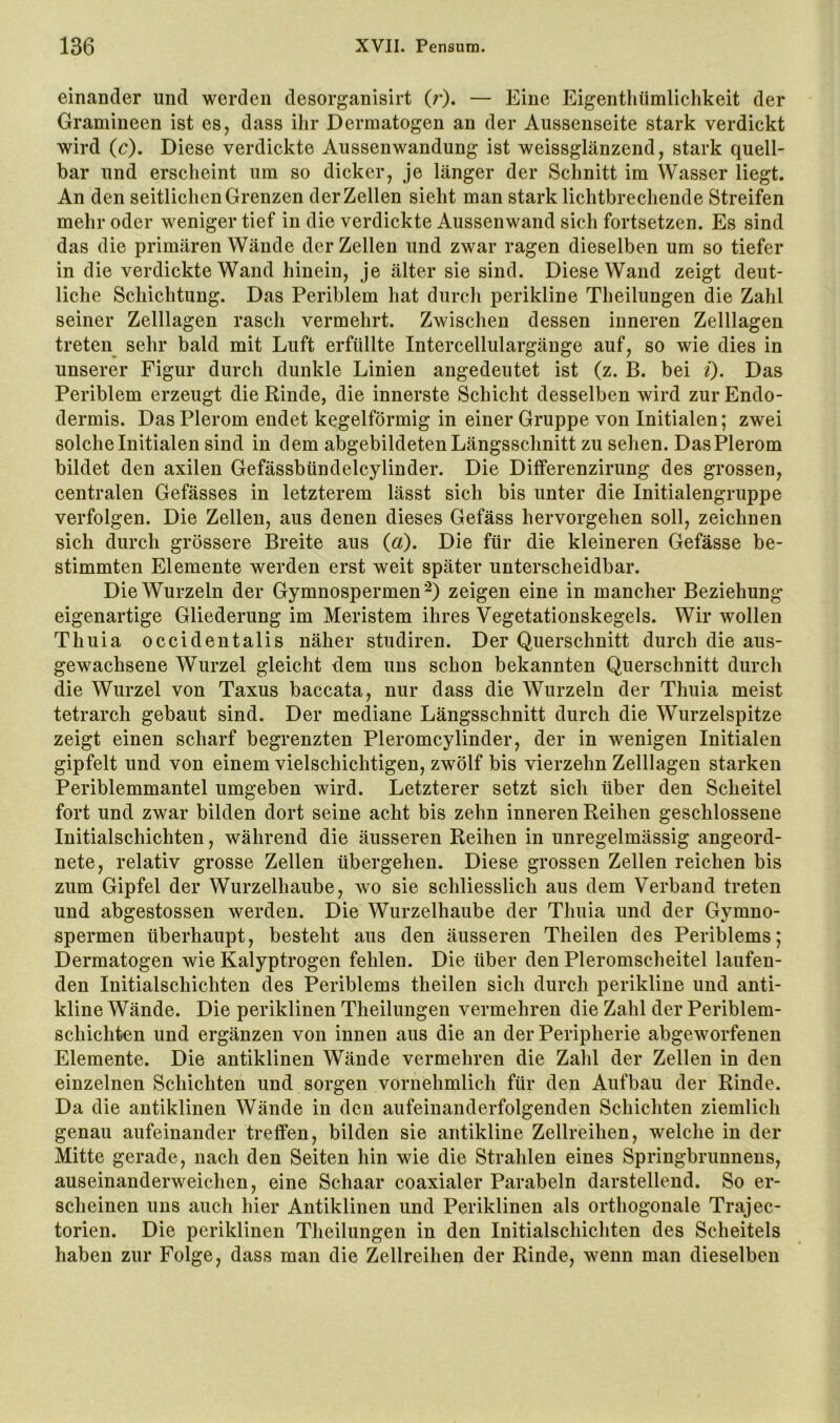 einander und werden desorganisirt (r). — Eine Eigenthümlichkeit der Gramineen ist es, dass ilir Dermatogen an der Aussenseite stark verdickt wird (c). Diese verdickte Aussenwandung ist weissglänzend, stark quell- bar und erscheint um so dicker, je länger der Schnitt im Wasser liegt. An den seitlichen Grenzen der Zellen sieht man stark lichtbrechende Streifen mehr oder weniger tief in die verdickte Aussenwand sich fortsetzen. Es sind das die primären Wände der Zellen und zwar ragen dieselben um so tiefer in die verdickte Wand hinein, je älter sie sind. Diese Wand zeigt deut- liche Schichtung. Das Periblem hat durch perikline Theilungen die Zahl seiner Zelllagen rasch vermehrt. Zwischen dessen inneren Zelllagen treten^ sehr bald mit Luft erfüllte Intercellulargäuge auf, so wie dies in unserer Figur durch dunkle Linien angedeutet ist (z. B. bei i). Das Periblem erzeugt die Rinde, die innerste Schicht desselben wird zur Endo- dermis. Das Plerom endet kegelförmig in einer Gruppe von Initialen; zwei solche Initialen sind in dem abgebildeten Längsschnitt zu sehen. Das Plerom bildet den axilen Gefässbündelcylinder. Die Dififerenzirung des grossen, centralen Gefässes in letzterem lässt sich bis unter die Initialengruppe verfolgen. Die Zellen, aus denen dieses Gefäss hervorgehen soll, zeichnen sich durch grössere Breite aus (a). Die für die kleineren Gefässe be- stimmten Elemente werden erst weit später unterscheidbar. Die Wurzeln der Gymnospermen'^) zeigen eine in mancher Beziehung eigenartige Gliederung im Meristem ihres Vegetationskegels. Wir wollen Thuia occidentalis näher studiren. Der Querschnitt durch die aus- gewachsene Wurzel gleicht dem uns schon bekannten Querschnitt durch die Wurzel von Taxus baccata, nur dass die Wurzeln der Thuia meist tetrarch gebaut sind. Der mediane Längsschnitt durch die Wurzelspitze zeigt einen scharf begrenzten Pleromcylinder, der in wenigen Initialen gipfelt und von einem vielschichtigen, zwölf bis vierzehn Zelllageu starken Periblemmantel umgeben wird. Letzterer setzt sich über den Scheitel fort und zwar bilden dort seine acht bis zehn inneren Reihen geschlossene Initialschichten, während die äusseren Reihen in unregelmässig angeord- nete, relativ grosse Zellen übergehen. Diese grossen Zellen reichen bis zum Gipfel der Wurzelhaube, wo sie schliesslich aus dem Verband treten und abgestossen werden. Die Wurzelhaube der Thuia und der Gymno- spermen überhaupt, besteht aus den äusseren Theilen des Periblems; Dermatogen wie Kalyptrogen fehlen. Die über den Pleromscheitel laufen- den Initialschichten des Periblems theilen sich durch perikline und anti- kline Wände. Die periklinen Theilungen vermehren die Zahl der Periblem- schichten und ergänzen von innen aus die an der Peripherie abgeworfenen Elemente. Die antiklinen Wände vermehren die Zahl der Zellen in den einzelnen Schichten und sorgen vornehmlich für den Aufbau der Rinde. Da die antiklinen Wände in den aufeinanderfolgenden Schichten ziemlich genau aufeinander treffen, bilden sie antikline Zellreihen, welche in der Mitte gerade, nach den Seiten hin wie die Strahlen eines Springbrunnens, auseinanderweichen, eine Schaar coaxialer Parabeln darstellend. So er- scheinen uns auch hier Antiklinen und Periklinen als orthogonale Trajec- torien. Die periklinen Theilungen in den Initialschichten des Scheitels haben zur Folge, dass man die Zellreihen der Rinde, wenn man dieselben