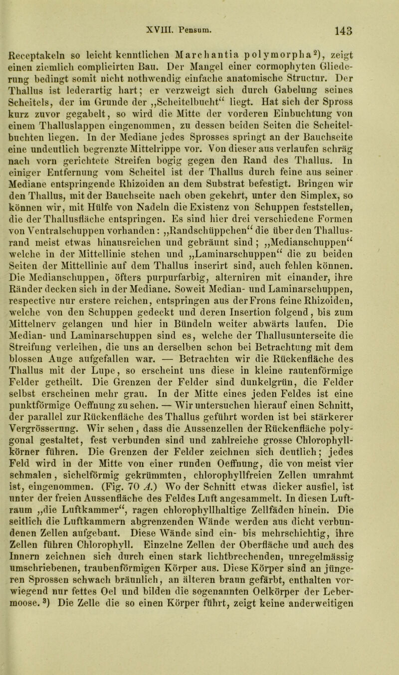 Receptakeln so leicht kenntliclien March antia polymorpha^), zeigt einen ziemlich complicivten Bau. Der Mangel einer cormophyten Gliede- rung bedingt somit nicht nothwendig einfache anatomische Structur. Der Thallus ist lederartig hart; er verzweigt sich durch Gabelung seines Scheitels, der im Grunde der ,,Scheitelbucht‘^ liegt. Hat sich der Spross kurz zuvor gegabelt, so wird die Mitte der vorderen Einbuchtung von einem Thalluslappen eingenommen, zu dessen beiden Seiten die Scheitel- buchten liegen. In der Mediane jedes Sprosses springt an der Bauchseite eine undeutlich begrenzte Mittelrippe vor. Von dieser aus verlaufen schräg nach vorn gerichtete Streifen bogig gegen den Rand des Thallus. In einiger Entfernung vom Scheitel ist der Thallus durch feine aus seiner Mediane entspringende Rhizoiden au dem Substrat befestigt. Bringen wir den Thallus, mit der Bauchseite nach oben gekehrt, unter den Simplex, so können wir, mit Hülfe von Nadeln die Existenz von Schuppen feststellen, die der Thallusfläche entspringen. Es sind hier drei verschiedene Formen von Ventralschuppen vorhanden; „Randschüppchen^^ die überden Thallus- rand meist etwas hinausreichen und gebräunt sind ; ,,Medianschuppen‘^ welche in der Mittellinie stehen und „Laminarschuppen^^ die zu beiden Seiten der Mittellinie auf dem Thallus inserirt sind, auch fehlen können. Die Medianschuppen, öfters purpurfarbig, alterniren mit einander, ihre Ränder decken sich in der Mediane. Soweit Median- und Laminarschuppen, respective nur erstere reichen, entspringen aus derFrons feine Rhizoiden, welche von den Schuppen gedeckt und deren Insertion folgend, bis zum Mittelnerv gelangen und hier in Bündeln weiter abwärts laufen. Die Median- und Laminarschuppen sind es, welche der Thallusunterseite die Streifung verleihen, die uns an derselben schon bei Betrachtung mit dem blossen Auge aufgefallen war. — Betrachten wir die Rückenfläche des Thallus mit der Lupe, so erscheint uns diese in kleine rautenförmige Felder getheilt. Die Grenzen der Felder sind dunkelgrün, die Felder selbst erscheinen mehr grau. In der Mitte eines jeden Feldes ist eine punktförmige Oeffnung zu sehen. — Wir untersuchen hierauf einen Schnitt, der parallel zur Rückenfläche des Thallus geführt worden ist bei stärkerer Vergrösserung. Wir sehen , dass die Ausseuzellen der Rückenfläche poly- gonal gestaltet, fest verbunden sind und zahlreiche grosse Chlorophyll- körner führen. Die Grenzen der Felder zeichnen sich deutlich; jedes Feld wird in der Mitte von einer runden Oeffnung, die von meist vier schmalen, sichelförmig gekrümmten, chlorophyllfreien Zellen umrahmt ist, eingenommen. (Fig. 70 A.) Wo der Schnitt etwas dicker ausfiel, ist unter der freien Aussenfläche des Feldes Luft angesammelt. In diesen Luft- raum „die Luftkammer“, ragen chlorophyllhaltige Zellfäden hinein. Die seitlich die Luftkammern abgrenzenden Wände werden aus dicht verbun- denen Zellen aufgebaut. Diese Wände sind ein- bis mehrschichtig, ihre Zellen führen Chlorophyll. Einzelne Zellen der Oberfläche und auch des Innern zeichnen sich durch einen stark lichtbrechenden, unregelmässig umschriebenen, traubenförmigen Körper aus. Diese Körper sind an jünge- ren Sprossen schwach bräunlich, an älteren braun gefärbt, enthalten vor- wiegend nur fettes Oel und bilden die sogenannten Oelkörper der Leber- moose. 3) Die Zelle die so einen Körper führt, zeigt keine anderweitigen