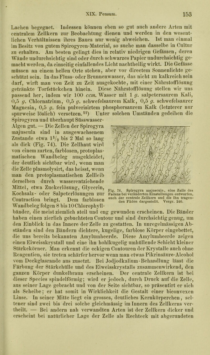 Lachen begegnet. Indessen können eben so gut auch andere Arten mit centralem Zellkern zur Beobachtung dienen und werden in den wesent- lichen Verhältnissen ilires Baues nur wenig abweichen. Ist man einmal im Besitz von gutem Spirogyren-Material, so suche man dasselbe in Cultur zu erhalten. Am besten gelingt dies in relativ niedrigen Gelassen, deren Wände undurchsichtig sind oder durch schwarzes Papier undurchsichtig ge- macht werden, da einseitig einfallendes Licht nachtheilig wirkt. Die Gefässe müssen an einem hellen Orte stehen, aber vor directem Sonnenlichte ge- schützt sein. In das Fluss-oder Brunnenwasser, das nicht zu kalkreich sein darf, wirft man von Zeit zu Zeit ausgekochte, mit einer Nährstofflösung getränkte Torfstückchen hinein. Diese Nährstofflösung stellen wir uns passend her, indem wir 100 ccm, Wasser mit 1 g. salpetersaurem Kali, 0,5 g. Chlornatrium, 0,5 g. schwefelsaurem Kalk, 0,5 g, schwefelsaurer Magnesia, 0,5 g. fein pulverisirtem phosphorsaurem Kalk (letzterer nur spurweise löslich) versetzen. ^0 Unter solchen Umständen gedeihen die Spirogyren und überhaupt Süsswasser- Algen gut. — Die Zellen der Spirogyra majuscula sind in ausgewachsenem Zustande etwa IV2 bis 2 Mal so lang als dick (Fig. 74). Die Zellhaut wird von einem zarten, farblosen, protoplas- matischen Wandbeleg ausgekleidet, der deutlich sichtbar wird, wenn man die Zelle plasmolysirt, das heisst, wenn man den protoplasmatischen Zellleib derselben durch wasserentziehende Mittel, etwa Zuckerlösung, Glycerin, Kochsalz- oder Salpeterlösungen zur Contraction bringt. Dem farblosen Wandbeleg folgen 8 bis 10 Chlorophyll- bänder, die meist ziemlich steil und eng gewunden erscheinen. Die Bänder haben einen zierlich gebuchteten Contour und sind durchsichtig genug, um den Einblick in das Innere der Zelle zu gestatten. In unregelmässigen Ab- ständen sind den Bändern dichtere, kugelige, farblose Körper eingebettet, die uns bereits bekannten Amylumheerde. Diese Amylumheerde zeigen einen Eiweisskrystall und eine ihn hohlkugelig umhüllende Schicht kleiner Stärkekörner. Man erkennt die eckigen Contouren der Krystalle auch ohne Reagentien, sie treten schärfer hervor wenn man etwas Pikrinsäure-Alcohol vom Deckglasrande aus zusetzt. Bei Jodjodkalium-Behandlung lässt die Färbung der Stärkehülle und des Eiweisskrystalls zusammenwirkend, den ganzen Körper dunkelbraun erscheinen. Der centrale Zellkern ist bei dieser Species spindelförmig; wird er Jedoch, durch Druck auf die Zelle, aus seiner Lage gebracht und von der Seite sichtbar, so präsentirt er sich als Scheibe; er hat somit in Wirklichkeit die Gestalt einer biconvexen Linse. In seiner Mitte liegt ein grosses, deutliches Kernkörperchen, sel- tener sind zwei bis drei solche gleichmässig im Innern des Zellkerns ver- theilt. — Bei andern nah verwandten Arten ist der Zellkern dicker und erscheint bei natürlicher Lage der Zelle als Rechteck mit abgerundeten Fig. 74. Spirogyra majuscula, eine Zelle des Fadens bei veränderten Einstellungen entworfen, auch der centrale Zellkern und die ihn tragen- den Fäden dargestellt. Vergr. 240.