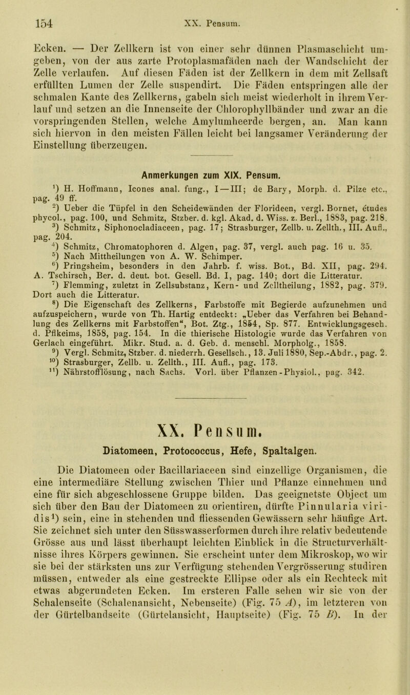 Ecken. — Der Zellkern ist von einer sehr dünnen Plasmascliielit um- geben, von der aus zarte Protoplasmafäden nach der Wandschicht der Zelle verlaufen. Auf diesen Fäden ist der Zellkern in dem mit Zellsaft erfüllten Lumen der Zelle suspendirt. Die Fäden entspringen alle der schmalen Kante des Zellkerns, gabeln sich meist wiederholt in ihrem Ver- lauf und setzen an die Innenseite der Chlorophyllbänder und zwar an die vorspringenden Stellen, welehe Amylumheerde bergen, an. Man kann sich hiervon in den meisten Fällen leicht bei langsamer Veränderung der Einstellung überzeugen. Anmerkungen zum XIX. Pensum. ') H. HofFmann, Icones anal, fung,, I — III; de Bary, Morph, d. Pilze etc., pag. 49 fF. -) lieber die Tüpfel in den Scheidewänden der Florideen, vergl. Bornet, etudes phycol., pag, 100, und Schmitz, Stzber. d. kgl. Akad. d. Wiss. z. Berl., 18S3, pag. 218. Schmitz, Siphonocladiaceen, pag. 17; Strasburger, Zellb. u. Zellth., III. Auf!,, pag. 204. *) Schmitz, Chromatophoren d. Algen, pag. 37, vergl. auch pag. 16 u. 35. D Nach Mittheilungen von A. W. Schimper. D Pringsheim, besonders in den Jahrb. f. wiss. Bot., Bd. XII, pag. 294. A. Tschirsch, Ber. d. deut. bot. Gesell. Bd, I, pag. 140; dort die Litteratur. D Flemming, zuletzt in Zellsubstanz, Kern- und Zclltheilung, 1882, pag. 379, Dort auch die Litteratur. ®) Die Eigenschaft des Zellkerns, Farbstoffe mit Begierde aufzunehmen und aufzuspeichern, wurde von Th. Hartig entdeckt; „lieber das Verfahren bei Behand- lung des Zellkerns mit Farbstoffen“, Bot. Ztg., 1854, Sp, 877. Entwicklungsgesch, d. Pflkeims, 1858, pag. 154. In die thierische Histologie wurde das Verfahren von Gerlach eingeführt. Mikr. Stud. a. d. Geb. d. menschl. Morpholg., 1858. Vergl. Schmitz, Stzber. d. niederrh. Gesellsch., 13. Juli 1880, Sep.-Abdr., pag. 2, Strasburger, Zellb. u. Zellth., III. Auf!., pag. 173. Nährstofflösung, nach Sachs, Vorl. über Pflanzen-Physiol., pag. 342. XX. Pensum. Diatomeen, Protococcus, Hefe, Spaltalgen. Die Diatomeen oder Bacillariaceen sind einzellige Organismen, die eine intermediäre Stellung zwischen Thier und Pflanze einnehmen und eine für sich abgeschlossene Gruppe bilden. Das geeignetste Object um sich über den Bau der Diatomeen zu orientireu, dürfte Pinnularia viri- dis^) sein, eine in stehenden und fliessenden Gewässern sehr häufige Art. Sie zeichnet sieh unter den Süsswasserformen durch ihre relativ bedeutende Grösse aus und lässt überhaupt leiehten Einblick in die Structurverhält- nisse ihres Körpers gewinnen. Sie erscheint unter dem Mikroskop, wo wir sie bei der stärksten uns zur Verfügung stehenden Vergrösserung studiren müssen, entweder als eine gestreckte Ellipse oder als ein Rechteek mit etwas abgerundeten Ecken. Im ersteren Falle seiien wir sie von der Schalenseite (Schalenansicht, Nebenseite) (Fig. 7b .J), im letzteren von der Gürtelbandseite (Gürtelansicht, Hauptseite) (Fig. 75 B). In der