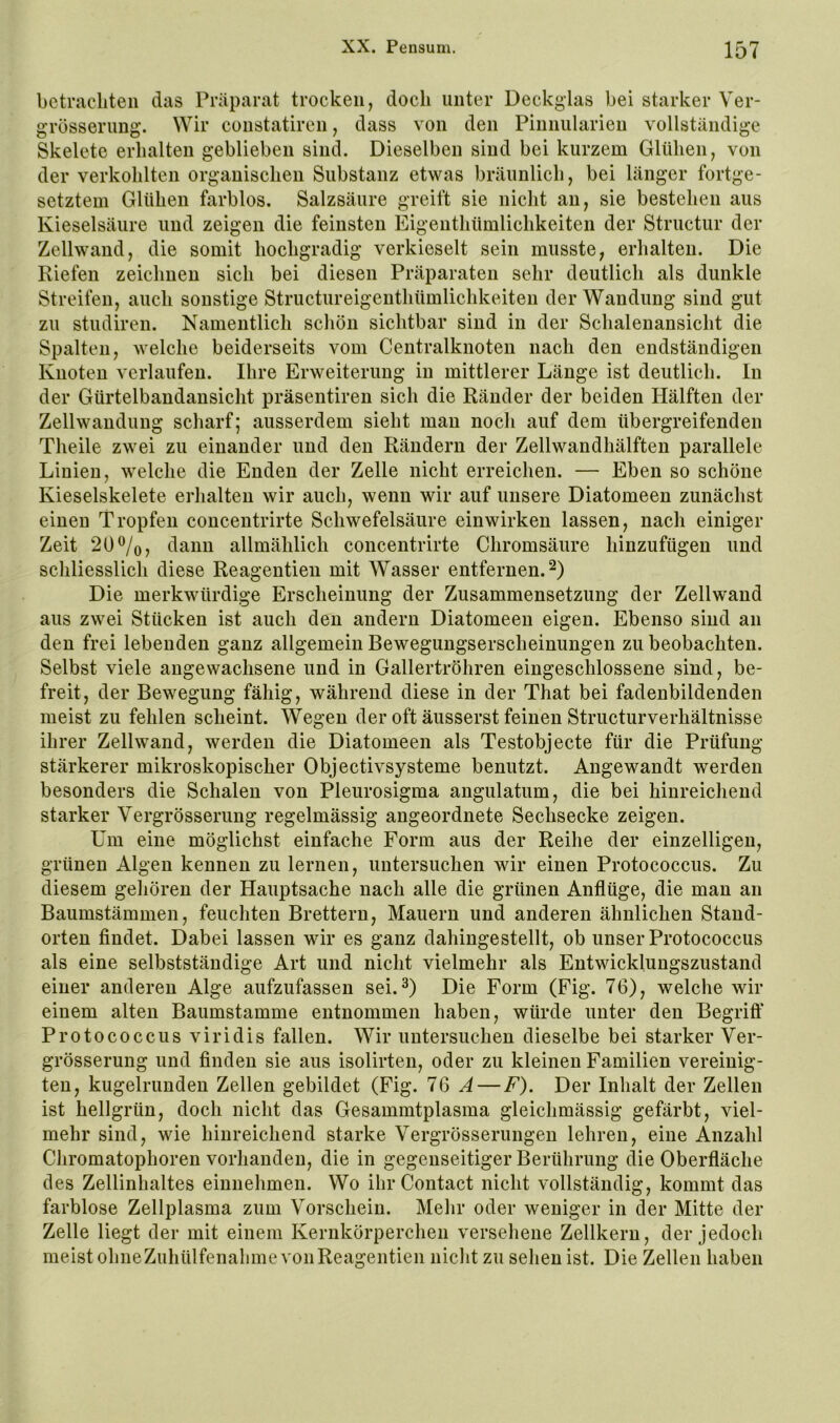 bctnicliten das Präparat trocken, doch unter Deckglas bei starker Ver- grösserimg. Wir constatiren, dass von den Pinnularien vollständige Skelete erhalten geblieben sind. Dieselben sind bei kurzem Glülien, von der verkohlten organischen Substanz etwas bräunlich, bei länger fortge- setztem Glühen farblos. Salzsäure greift sie nicht an, sie bestehen aus Kieselsäure und zeigen die feinsten Eigenthümlichkeiten der Structur der Zellwand, die somit hochgradig verkieselt sein musste, erhalten. Die Riefen zeichnen sich bei diesen Präparaten sehr deutlich als dunkle Streifen, auch sonstige Structureigenthümlichkeiten der Wandung sind gut zu studireu. Namentlich schön sichtbar sind in der Schalenansicht die Spalten, welche beiderseits vom Centralknoten nach den endständigen Knoten verlaufen. Ihre Erweiterung in mittlerer Länge ist deutlich. In der Gürtelbandansicht präsentiren sich die Ränder der beiden Hälften der Zellwandung scharf; ausserdem sieht mau noch auf dem übergreifenden Theile zwei zu einander und den Rändern der Zellwandhälften parallele Linien, welche die Enden der Zelle nicht erreichen. — Eben so schöne Kieselskelete erhalten wir auch, wenn wir auf unsere Diatomeen zunächst einen Tropfen concentrirte Schwefelsäure einwirken lassen, nach einiger Zeit 20^/o, dann allmählich concentrirte Chromsäure hinzufügen und schliesslich diese Reagentien mit Wasser entfernen. Die merkwürdige Erscheinung der Zusammensetzung der Zellwand aus zwei Stücken ist auch den andern Diatomeen eigen. Ebenso sind an den frei lebenden ganz allgemein Bewegungserscheinungen zu beobachten. Selbst viele augewachsene und in Gallertröhren eingeschlossene sind, be- freit, der Bewegung fähig, während diese in der That bei fadenbildenden meist zu fehlen scheint. Wegen der oft äusserst feinen Structurverhältnisse ihrer Zellwand, werden die Diatomeen als Testobjecte für die Prüfung stärkerer mikroskopischer Objectivsysteme benutzt. Angewandt werden besonders die Schalen von Pleurosigma angulatum, die bei hinreichend starker Vergrösserung regelmässig angeordnete Sechsecke zeigen. Um eine möglichst einfache Form aus der Reihe der einzelligen, grünen Algen kennen zu lernen, untersuchen wir einen Protococcus. Zu diesem gehören der Hauptsache nach alle die grünen Anflüge, die man an Baumstämmen, feuchten Brettern, Mauern und anderen ähnlichen Stand- orten findet. Dabei lassen wir es ganz dahingestellt, ob unser Protococcus als eine selbstständige Art und nicht vielmehr als Entwicklungszustand einer anderen Alge aufzufassen sei.^) Die Form (Fig. 76), welche wir einem alten Baumstamme entnommen haben, würde unter den Begriff Protococcus viridis fallen. Wir untersuchen dieselbe bei starker Ver- grösserung und finden sie aus isolirten, oder zu kleinen Familien vereinig- ten, kugelrunden Zellen gebildet (Fig. 76 A—F). Der Inhalt der Zellen ist hellgrün, doch nicht das Gesammtplasma gleichmässig gefärbt, viel- mehr sind, wie hinreichend starke Vergrösserungen lehren, eine Anzahl Chromatophoren vorhanden, die in gegenseitiger Berührung die Oberfläche des Zellinhaltes einnehmen. Wo ihrContact nicht vollständig, kommt das farblose Zellplasma zum Vorschein. Mehr oder weniger in der Mitte der Zelle liegt der mit einem Kernkörperchen versehene Zellkern, der jedoch meist ohne Zuhülfenalime von Reagentien nicht zu sehen ist. Die Zellen haben