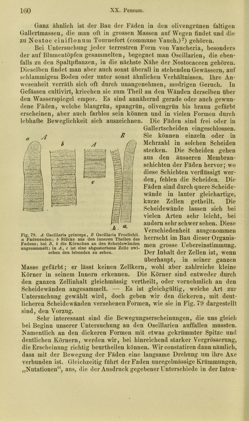 Ganz ähiilicli ist der Bau der Fäden in den olivengrünen faltigen Gallertmassen, die man oft in grossen Massen auf Wegen findet und die zu Nostoe ciniflonum Tournefort (eommune Vaueh.)^) gehören. Bei Untersuchung jeder terrestren Form von Vaucheria, besonders der auf Blumentöpfen gesammelten, begegnet man Oscillarien, die eben- falls zu den Spaltpflanzen, in die nächste Nähe der Nostocaceen gehören. Dieselben findet man aber auch sonst überall in stehenden Gewässern, auf schlammigem Boden oder unter sonst ähnlichen Verhältnissen. Ihre An- wesenheit verräth sich oft durcli unangenehmen, modrigen Geruch. In Gefässen cultivirt, kriechen sie zum Theil an den Wänden derselben über den Wasserspiegel empor. Es sind annähernd gerade oder auch gewun- dene Fäden, welche blaugrün, spangrün, olivengrün bis braun gefärbt erscheinen, aber auch farblos sein können und in vielen Formen durch lebhafte Beweglichkeit sich auszeichnen. Die Fäden sind frei oder in Gallertscheiden eingeschlossen. Sie können einzeln oder in Mehrzahl in solchen Scheiden stecken. Die Scheiden gehen aus den äusseren Membran- schichten der Fäden hervor; wo diese Schichten verflüssigt wer- den, fehlen die Scheiden. Die Fäden sind durch quere Scheide- wände in lauter gleichartige, kurze Zellen getheilt. Die Scheidewände lassen sich bei vielen Arten sehr leicht, bei andern sehr schwer sehen. Diese Fig. 79. A Oscillaria princeps, £ Oscillaria Froelichii. Verschiedenheit ausgenommen a Fadenenden; ö Stücke aus den inneren Theilen des nerrSCÜl im jjaU üieSCr Ul'ganiS- Fadens; bei .S, ö die Körnchen an den Scheidewänden p^posSC UebereinstimmUng, angesamraelt; la A, c ist eine abgestorbene Zelle zwi- o ^ o sehen den lebenden zu sehen. DCT Inhalt dci* Zellen ist, WCnn überhaupt, in seiner ganzen Masse gefärbt; er lässt keinen Zellkern, wohl aber zahlreiche kleine Körner in seinem Innern erkennen. Die Körner sind entweder durch den ganzen Zellinhalt gleichmässig vertheilt, oder vornehmlich an den Scheidewänden angesammelt. — Es ist gleichgültig, welche Art zur Untersuchung gewählt wird, doch geben wir den dickeren, mit deut- licheren Scheidewänden versehenen Formen, wie sie in Fig. 79 dargestellt sind, den Vorzug. Sehr interessant sind die Bewegungserseheinungen, die uns gleich bei Beginn unserer Untersuchung an den Oscillarien auffallen mussten. Namentlich an den dickeren Formen mit etwas gekrümmter Spitze und deutlichen Körnern, werden wir, bei hinreichend starker Vergrösserung, die Erscheinung richtig beurtheilen können. Wir constatiren dann nämlich, dass mit der Bewegung der Fäden eine langsame Drehung um ihre Axe verbunden ist. Gleichzeitig führt der Faden unregelmässige Krümmungen, V Nutationen^, aus, die der Ausdruck gegebener Unterschiede in der Inten-