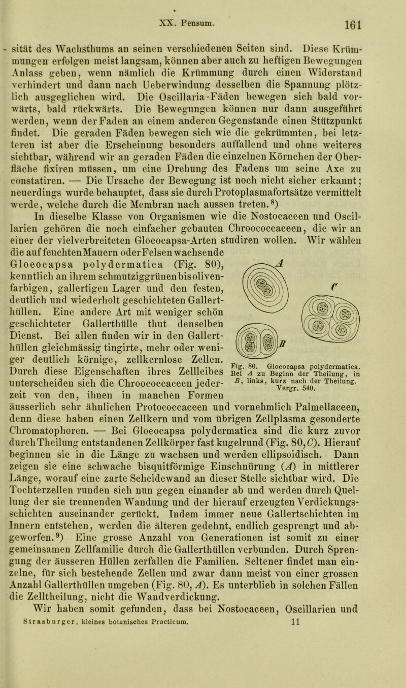 sität des Waclistliiims an seinen verschiedenen Seiten sind. Diese Krüm- mungen erfolgen meist langsam, können aber auch zu heftigen Bewegungen Anlass geben, wenn nämlich die Krümmung durch einen Widerstand verhindert und dann nach Ueberwindung desselben die Spannung plötz- lich ausgeglichen wird. Die Oscillaria-Fäden bewegen sich bald vor- wärts, bald rückwärts. Die Bewegungen können nur dann ausgeführt werden, wenn der Faden an einem anderen Gegenstände einen Stützpunkt findet. Die geraden Fäden bewegen sich wie die gekrümmten, bei letz- teren ist aber die Erscheinung besonders auffallend und ohne weiteres sichtbar, während wir an geraden Fäden die einzelnen Körnchen der Ober- fläche fixiren müssen, um eine Drehung des Fadens um seine Axe zu constatiren. — Die Ursache der Bewegung ist noch nicht sicher erkannt; neuerdings wurde behauptet, dass sie durch Protoplasmafortsätze vermittelt werde, welche durch die Membran nach aussen treten.^) In dieselbe Klasse von Organismen wie die Nostocaceen und Oscil- larien gehören die noch einfacher gebauten Chroococcaceen, die wir an einer der vielverbreiteten Gloeocapsa-Arten studiren wollen. Wir wählen die auf feuchten Mauern oder Felsen wachsende Gloeocapsa polydermatica (Fig. 80), kenntlich an ihrem schmutziggrünen bis oliven- farbigen, gallertigen Lager und den festen, deutlich und wiederholt geschichteten Gallert- hüllen. Eine andere Art mit weniger schön geschichteter Gallerthülle thut denselben Dienst. Bei allen finden wir in den Gallert- hüllen gleichmässig tingirte, mehr oder weni- ger deutlich körnige, zellkernlose Zellen. Durch diese Eigenschaften ihres Zellleibes seT unterscheiden sich die Chroococcaceen jeder- Theiiung. zeit von den, ihnen in manchen Formen äusserlich sehr ähnlichen Protococcaceen und vornehmlich Palmellaceen, denn diese haben einen Zellkern und vom übrigen Zellplasma gesonderte Chromatophoren. — Bei Gloeocapsa polydermatica sind die kurz zuvor durchTheilung entstandenen Zellkörper fast kugelrund (Fig. 80, C). Hierauf beginnen sie in die Länge zu wachsen und werden ellipsoidisch. Dann zeigen sie eine schwache bisquitförmige Einschnürung (A) in mittlerer Länge, worauf eine zarte Scheidewand an dieser Stelle sichtbar wird. Die Tochterzellen runden sich nun gegen einander ab und werden durch Quel- lung der sie trennenden Wandung und der hierauf erzeugten Verdickungs- schichten auseinander gerückt. Indem immer neue Gallertschichten im Innern entstehen, werden die älteren gedehnt, endlich gesprengt und ab- geworfen. Eine grosse Anzahl von Generationen ist somit zu einer gemeinsamen Zellfamilie durch die Gallerthüllen verbunden. Durch Spren- gung der äusseren Hüllen zerfallen die Familien. Seltener findet man ein- zelne, für sich bestehende Zellen und zwar dann meist von einer grossen Anzahl Gallerthüllen umgeben (Fig. 80, A). Es unterblieb in solchen Fällen die Zelltheilung, nicht die Wandverdickung. Wir haben somit gefunden, dass bei Nostocaceen, Oscillarien und Strasburger, kleines botanisches Practicum. 11