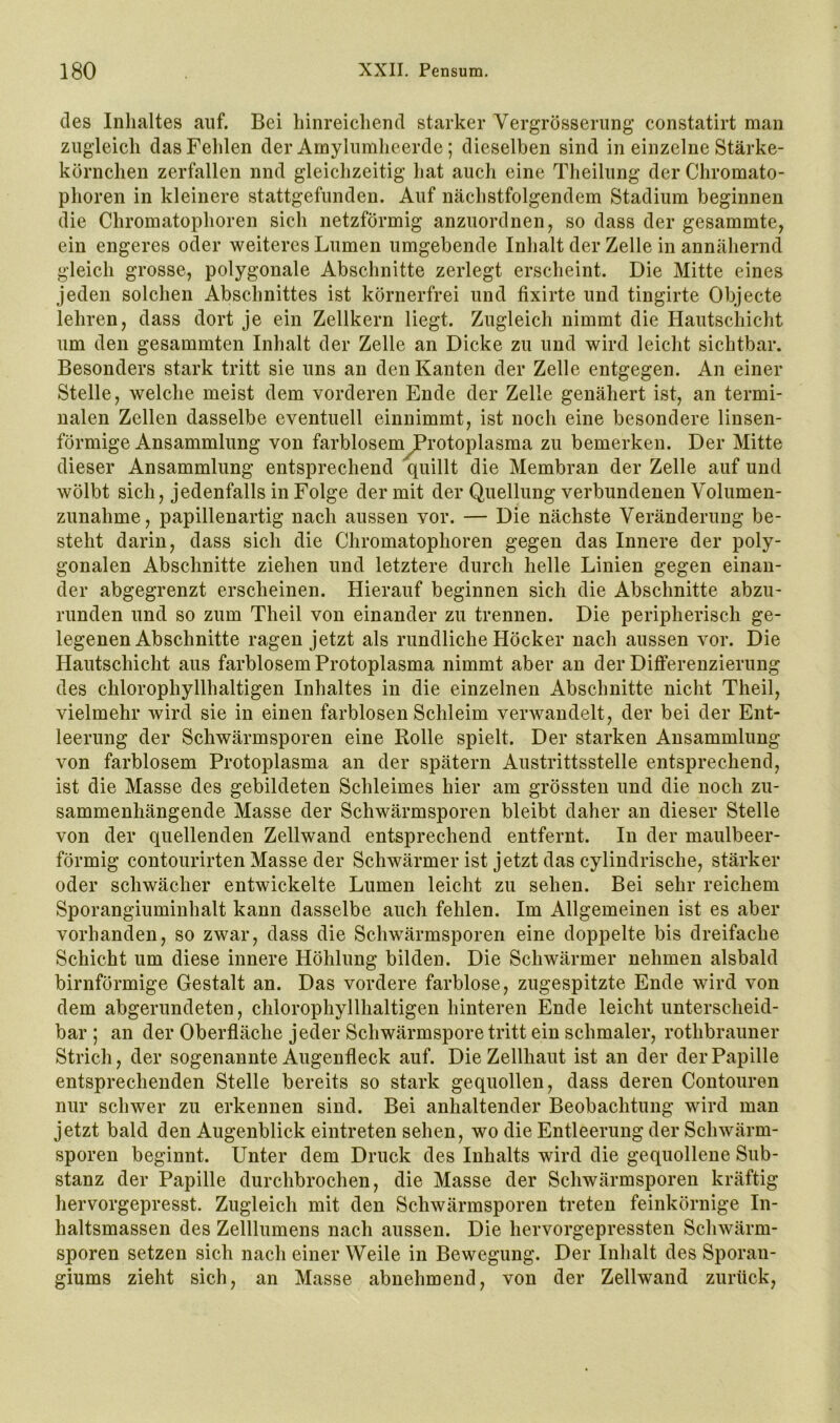 lies Inlialtes auf. Bei hinreichend starker Vergrösseriing constatirt man zugleich das Fehlen der Amylumheerdc; dieselben sind in einzelne Stärke- körnchen zerfallen nnd gleichzeitig hat auch eine Theilung der Chromato- phoren in kleinere stattgefunden. Auf nächstfolgendem Stadium beginnen die Chromatophoren sich netzförmig anzuordnen, so dass der gesammte, ein engeres oder weiteres Lumen umgebende Inhalt der Zelle in annähernd gleich grosse, polygonale Abschnitte zerlegt erscheint. Die Mitte eines jeden solchen Abschnittes ist körnerfrei und fixirte und tingirte Objecte lehren, dass dort je ein Zellkern liegt. Zugleich nimmt die Hautschicht um den gesammten Inhalt der Zelle an Dicke zu und wird leicht sichtbar. Besonders stark tritt sie uns an den Kanten der Zelle entgegen. An einer Stelle, welche meist dem vorderen Ende der Zelle genähert ist, an termi- nalen Zellen dasselbe eventuell einnimmt, ist noch eine besondere linsen- förmige Ansammlung von farblosem^rotoplasma zu bemerken. Der Mitte dieser Ansammlung entsprechend quillt die Membran der Zelle auf und wölbt sich, jedenfalls in Folge der mit der Quellung verbundenen Volumen- zunahme, papillenartig nach aussen vor. — Die nächste Veränderung be- steht darin, dass sich die Chromatophoren gegen das Innere der poly- gonalen Abschnitte ziehen und letztere durch helle Linien gegen einan- der abgegrenzt erscheinen. Hierauf beginnen sich die Abschnitte abzu- runden und so zum Theil von einander zu trennen. Die peripherisch ge- legenen Abschnitte ragen jetzt als rundliche Höcker nach aussen vor. Die Hautschicht aus farblosem Protoplasma nimmt aber an der Differenzierung des chlorophyllhaltigen Inhaltes in die einzelnen Abschnitte nicht Theil, vielmehr wird sie in einen farblosen Schleim verwandelt, der bei der Ent- leerung der Schwärmsporen eine Rolle spielt. Der starken Ansammlung von farblosem Protoplasma an der spätem Austrittsstelle entsprechend, ist die Masse des gebildeten Schleimes hier am grössten und die noch zu- sammenhängende Masse der Schwärmsporen bleibt daher an dieser Stelle von der quellenden Zellwand entsprechend entfernt. In der maulbeer- förmig contourirten Masse der Schwärmer ist jetzt das cylindrische, stärker oder schwächer entwickelte Lumen leicht zu sehen. Bei sehr reichem Sporangiuminhalt kann dasselbe auch fehlen. Im Allgemeinen ist es aber vorhanden, so zwar, dass die Sclnvärmsporen eine doppelte bis dreifache Schicht um diese innere Höhlung bilden. Die Schwärmer nehmen alsbald bimförmige Gestalt an. Das vordere farblose, zugespitzte Ende wird von dem abgerundeten, chlorophyllhaltigen hinteren Ende leicht unterscheid- bar ; an der Oberfläche jeder Schwärmspore tritt ein schmaler, rothbraimer Strich, der sogenannte Augenfleck auf. Die Zellhaut ist an der der Papille entsprechenden Stelle bereits so stark gequollen, dass deren Contouren nur schwer zu erkennen sind. Bei anhaltender Beobachtung wird man jetzt bald den Augenblick eintreten sehen, wo die Entleerung der Schwärm- sporen beginnt. Unter dem Druck des Inhalts wird die gequollene Sub- stanz der Papille durchbrochen, die Masse der Schwärmsporen kräftig hervorgepresst. Zugleich mit den Schwärmsporen treten feinkörnige In- haltsmassen des Zelllumens nach aussen. Die hervorgepressten Schwärm- sporen setzen sich nach einer Weile in Bewegung. Der Inhalt des Sporan- giums zieht sich, an Masse abnehmend, von der Zellwand zurück,