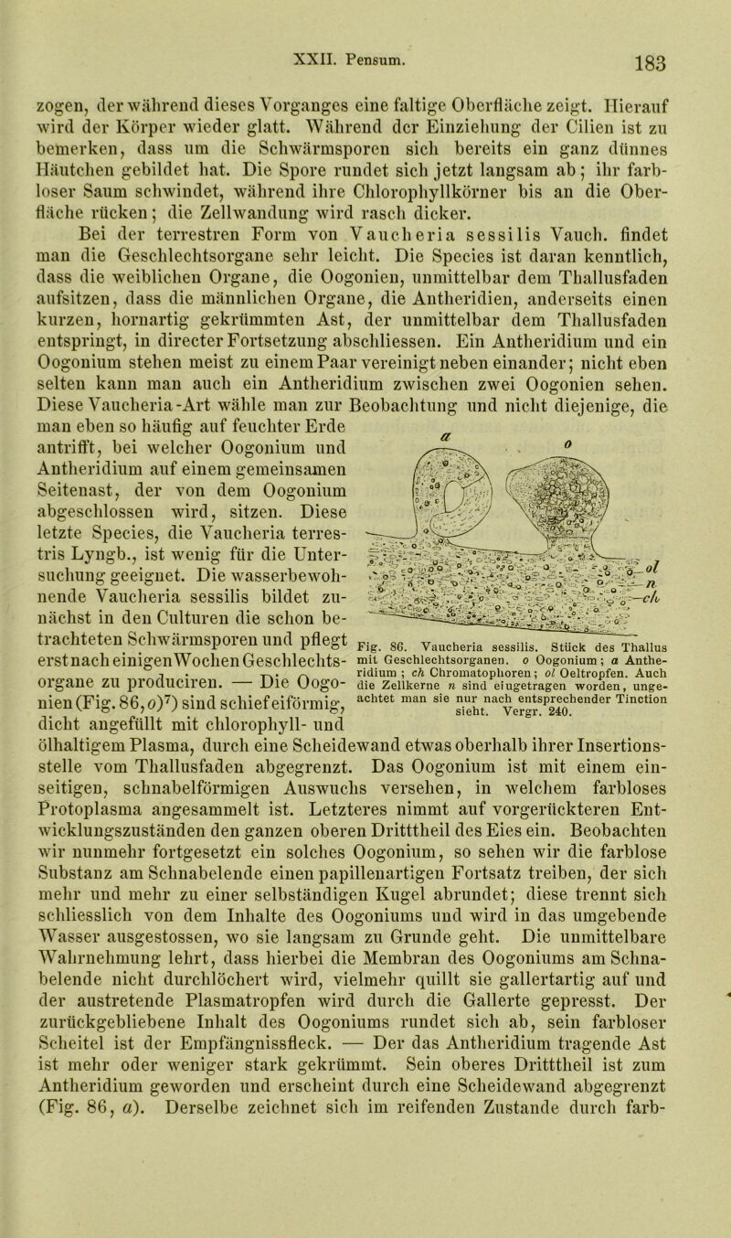 zogen, der wälirend dieses Vorganges eine faltige Oberfläche zeigt. Hierauf wird der Körper wieder glatt. Während der Einziehung der Cilien ist zu bemerken, dass um die Schwärmsporen sich bereits ein ganz dünnes Häutchen gebildet hat. Die Spore rundet sich jetzt langsam ab; ihr farb- loser Saum schwindet, während ihre Chlorophyllkörner bis an die Ober- fläche rücken; die Zellwandung wird rasch dicker. Bei der terrestren Form von Vaucheria sessilis Vauch. findet man die Geschlechtsorgane sehr leicht. Die Species ist daran kenntlich, dass die weiblichen Organe, die Oogonien, unmittelbar dem Thallusfaden aufsitzen, dass die männlichen Organe, die Antheridien, anderseits einen kurzen, hornartig gekrümmten Ast, der unmittelbar dem Thallusfaden entspringt, in directer Fortsetzung abschliessen. Ein Antheridium und ein Oogonium stehen meist zu einem Paar vereinigt neben einander; nicht eben selten kann man auch ein Antheridium zwischen zwei Oogonien sehen. Diese Vaucheria-Art wähle man zur Beobachtung und nicht diejenige, die man eben so häufig auf feuchter Erde antrifft, bei welcher Oogonium und Antheridium auf einem gemeinsamen Seitenast, der von dem Oogonium abgeschlossen wird, sitzen. Diese letzte Species, die Vaucheria terres- tris Lyngb., ist wenig für die Unter- suchung geeignet. Die wasserbewoh- nende Vaucheria sessilis bildet zu- nächst in den Culturen die schon be- trachteten Schwärmsporen und pflegt erstnach einigenWochen Geschlechts- organe zu produciren. — Die Oogo- nien (Fig. 86, o)0 sind schief eiförmig, dicht angefüllt mit Chlorophyll- und ölhaltigem Plasma, durch eine Scheidewand etwas oberhalb ihrer Insertions- stelle vom Thallusfaden abgegrenzt. Das Oogonium ist mit einem ein- seitigen, schnabelförmigen Auswuchs versehen, in welchem farbloses Protoplasma angesammelt ist. Letzteres nimmt auf vorgerückteren Ent- wicklungszuständen den ganzen oberen Dritttheil des Eies ein. Beobachten wir nunmehr fortgesetzt ein solches Oogonium, so sehen wir die farblose Substanz am Schnabelende einen papillenartigen Fortsatz treiben, der sich mehr und mehr zu einer selbständigen Kugel abrundet; diese trennt sich schliesslich von dem Inhalte des Oogoniums und wird in das umgebende Wasser ausgestossen, wo sie langsam zu Grunde geht. Die unmittelbare Wahrnehmung lehrt, dass hierbei die Membran des Oogoniums am Schna- belende nicht durchlöchert wird, vielmehr quillt sie gallertartig auf und der austretende Plasmatropfen wird durch die Gallerte gepresst. Der zurückgebliebene Inhalt des Oogoniums rundet sich ab, sein farbloser Scheitel ist der Empfängnissfleck. — Der das Antheridium tragende Ast ist mehr oder weniger stark gekrümmt. Sein oberes Dritttheil ist zum Antheridium geworden und erscheint durch eine Scheidewand abgegrenzt (Fig. 86, a). Derselbe zeichnet sich im reifenden Zustande durch farb- Fig. 86. Vaucheria sessilis. Stück des Thallus mit Geschlechtsorganen, o Oogonium; a Anthe- ridium ; ch Chromatophoren; ol Oeltropfen. Auch die Zellkerne n sind eingetragen worden, unge- achtet man sie nur nach entsprechender Tinction sieht. Vergr, 240.