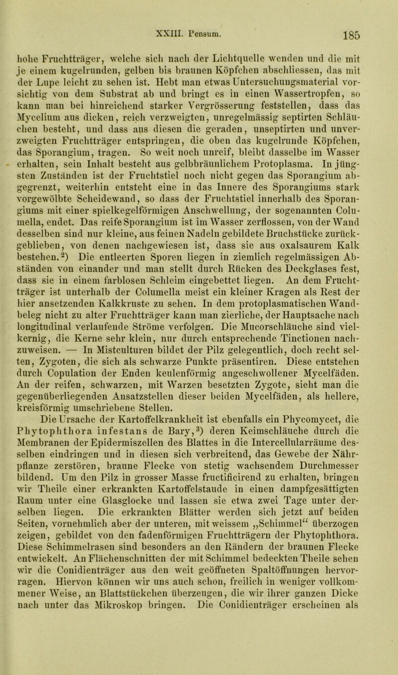 liolie Fruchtträger, welclie sich nach der Lichtquelle wenden und die mit je einem kugelrunden, gelben bis braunen Köpfchen abschliessen, das mit der Lupe leicht zu sehen ist. Hebt man etwas Untersuchungsmaterial vor- sichtig von dem Substrat ab und bringt es in einen Wassertropfen, so kann man bei hinreichend starker Vergrösserung feststellen, dass das Mycelium aus dicken, reich verzweigten, unregelmässig septirten Schläu- chen besteht, und dass aus diesen die geraden, unseptirten und unver- zweigten Fruchtträger entspringen, die oben das kugelrunde Köpfchen, das Sporangium, tragen. So weit noch unreif, bleibt dasselbe im Wasser erhalten, sein Inhalt besteht aus gelbbräunlichem Protoplasma. In jüng- sten Zuständen ist der Fruchtstiel noch nicht gegen das Sporangium ab- gegreuzt, weiterhin entsteht eine in das Innere des Sporangiums stark vorgewölbte Scheidewand, so dass der Fruchtstiel innerhalb des Sporan- giums mit einer spielkegelförmigen Anschwellung, der sogenannten Colu- mella, endet. Das reife Sporangium ist im Wasser zerflossen, von der Wand desselben sind nur kleine, aus feinen Nadeln gebildete Bruchstücke zurück- geblieben, von denen nachgewiesen ist, dass sie aus oxalsaurem Kalk bestehen. -) Die entleerten Sporen liegen in ziemlich regelmässigen Ab- ständen von einander und man stellt durch Rücken des Deckglases fest, dass sie in einem farblosen Schleim eingebettet liegen. An dem Frucht- träger ist unterhalb der Columella meist ein kleiner Kragen als Rest der hier ansetzendeu Kalkkruste zu sehen. In dem protoplasmatischeu Wand- beleg nicht zu alter Fruchtträger kann man zierliche, der Hauptsache nach longitudinal verlaufende Ströme verfolgen. Die Mucorschläuche sind viel- kernig, die Kerne sehr klein, nur durch entsprechende Tinctionen nach- zuweisen. — In Mistculturen bildet der Pilz gelegentlich, doch recht sel- ten, Zygoten, die sich als schwarze Punkte präsentiren. Diese entstehen durch Copulation der Enden keulenförmig angeschwollener Mycelfäden. An der reifen, schwarzen, mit Warzen besetzten Zygote, sieht man die gegenüberliegenden Ansatzstellen dieser beiden Mycelfäden, als hellere, kreisförmig umschriebene Stellen. Die Ursache der Kartoffelkrankheit ist ebenfalls ein Phycomycet, die Phytophthora infestans de Bary,^) deren Keimschläuche durch die Membranen der Epidermiszellen des Blattes in die Intercellularräume des- selben eindringen und in diesen sich verbreitend, das Gewebe der Nähr- pflanze zerstören, braune Flecke von stetig wachsendem Durchmesser bildend. Um den Pilz in grosser Masse fructificirend zu erhalten, bringen wir Theile einer erkrankten Kartoffelstaude in einen dampfgesättigten Raum unter eine Glasglocke und lassen sie etwa zwei Tage unter der- selben liegen. Die erkrankten Blätter werden sich jetzt auf beiden Seiten, vornehmlich aber der unteren, mit weissem „Schimmel“ überzogen zeigen, gebildet von den fadenförmigen Fruchtträgern der Phytophthora. Diese Schimmelrasen sind besonders an den Rändern der braunen Flecke entwickelt. An Flächenschnitten der mit Schimmel bedeckten Theile sehen wir die Conidienträger aus den weit geöffneten Spaltöffnungen hervor- ragen. Hiervon können wir uns auch schon, freilich in weniger vollkom- mener Weise, an Blattstückchen überzeugen, die wir ihrer ganzen Dicke nach unter das Mikroskop bringen. Die Conidienträger erscheinen als