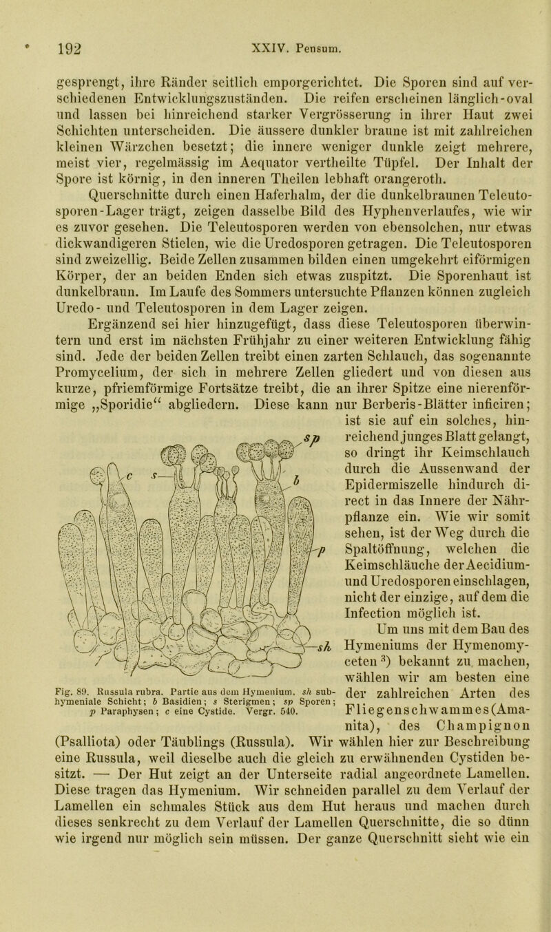 gesprengt, ilire Ränder seitlicli emporgericlitet. Die Sporen sind auf ver- scliiedenen Entwicklimgsznständen. Die reifen ersclieinen länglich-oval und lassen bei liinreicliend starker Vergrösserung in ihrer Haut zwei Schichten unterscheiden. Die äussere dunkler braune ist mit zahlreichen kleinen Wärzchen besetzt; die innere weniger dunkle zeigt mehrere, meist vier, regelmässig im Aequator vertheilte Tüpfel. Der Inhalt der Spore ist körnig, in den inneren Theilen lebhaft orangeroth. Querschnitte durch einen Haferhalm, der die dunkelbraunen Teleuto- sporen-Lager trägt, zeigen dasselbe Bild des Hyphenverlaufes, wie wir es zuvor gesehen. Die Teleutosporen werden von ebensolchen, nur etwas dickwandigeren Stielen, wie die Uredosporen getragen. Die Teleutosporen sind zweizeilig. Beide Zellen zusammen bilden einen umgekehrt eiförmigen Körper, der an beiden Enden sich etwas zuspitzt. Die Sporenhaut ist dunkelbraun. Im Laufe des Sommers untersuchte Pflanzen können zugleich Uredo- und Teleutosporen in dem Lager zeigen. Ergänzend sei hier hinzugefügt, dass diese Teleutosporen überwin- tern und erst im nächsten Frühjahr zu einer weiteren Entwicklung fähig sind. Jede der beiden Zellen treibt einen zarten Schlauch, das sogenannte Promycelium, der sich in mehrere Zellen gliedert und von diesen aus kurze, pfriemförmige Fortsätze treibt, die an ihrer Spitze eine nierenför- mige „Sporidie^^ abgliedern. Diese kann nur Berberis-Blätter inficiren; ist sie auf ein solches, hin- reichendjunges Blatt gelangt, so dringt ihr Keimschlauch durch die Aussenwand der Epidermiszelle hindurch di- rect in das Innere der Nähr- pflanze ein. Wie wir somit sehen, ist der Weg durch die Spaltöffnung, welchen die Keimschläuche der Aecidium- und Uredosporen einschlagen, nicht der einzige, auf dem die Infection möglich ist. Um uns mit dem Bau des Hymeniums der Hymenomy- ceten bekannt zu machen, wählen wir am besten eine Fig. 89. Kussula rubra. Partie aus dem Hymenium, sh sub- üei’ Zahlreichen Arten deS hymeniale Schicht; b Basidien; s Sterigmeu; sp Sporen; , . p Paraphysen ; c eine Cystide. Vergr. 540. x liegenS CllW ailimeS (Ama- nita), des Champignon (Psalliota) oder Täublings (Russula). Wir wählen hier zur Beschreibung eine Russula, weil dieselbe auch die gleich zu erwähnenden Cystiden be- sitzt. — Der Hut zeigt an der Unterseite radial angeordnete Lamellen. Diese tragen das Hymenium. Wir schneiden parallel zu dem Verlauf der Lamellen ein schmales Stück aus dem Hut heraus und machen durch dieses senkrecht zu dem Verlauf der Lamellen Querschnitte, die so dünn wie irgend nur möglich sein müssen. Der ganze Querschnitt sieht wie ein