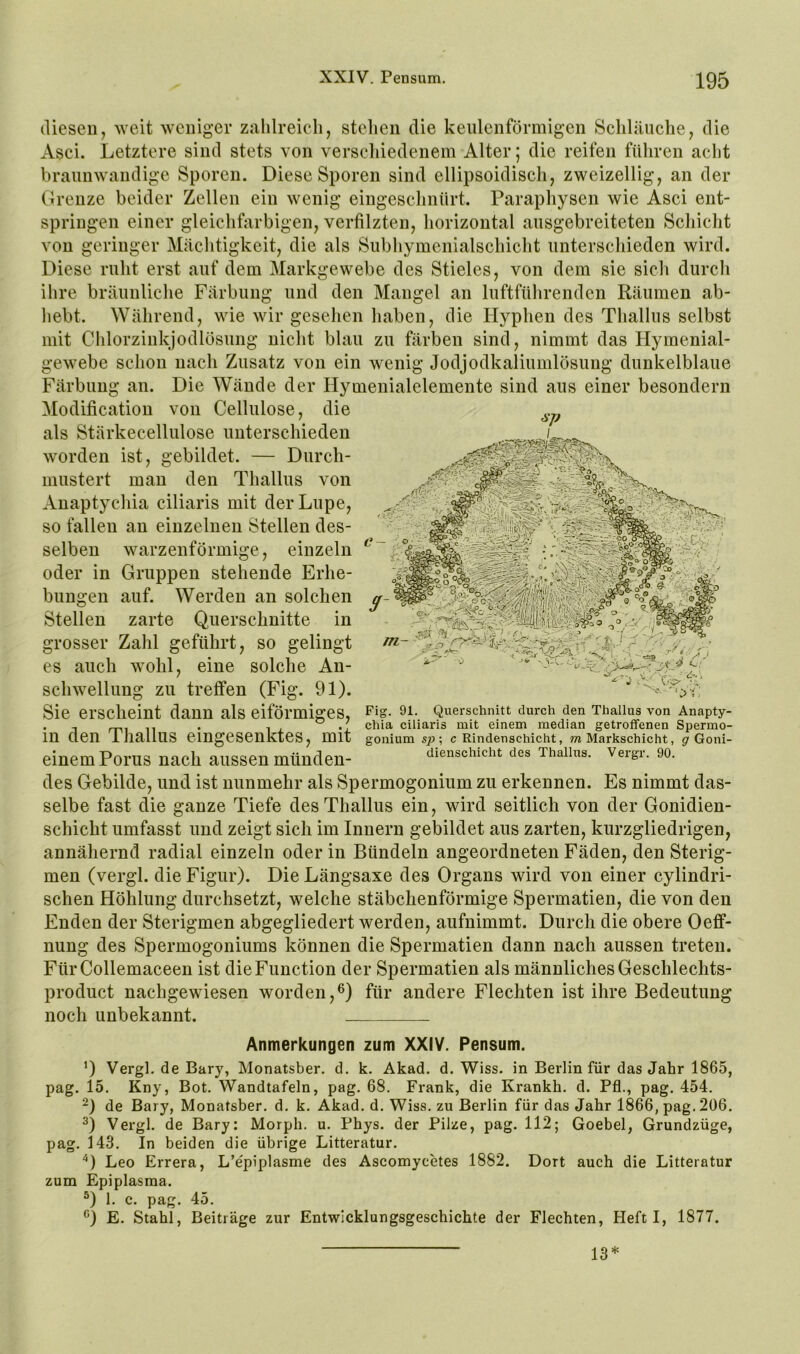 (Uesen, weit weniger zahlreich, stehen die keulenförmigen Schläuche, die Asci. Letztere sind stets von verschiedenem Alter; die reifen führen acht braunwandige Sporen. Diese Sporen sind ellipsoidisch, zweizeilig, an der Grenze beider Zellen ein wenig eingeschnürt. Paraphysen wie Asci ent- springen einer gleichfarbigen, verfilzten, horizontal ausgebreiteten Schicht von geringer Mächtigkeit, die als Subhymenialschicht unterschieden wird. Diese ruht erst auf dem Markgewebe des Stieles, von dem sie sich durch ihre bräunliche Färbung und den Mangel an luftführenden Räumen ab- hebt. Während, wie wir gesehen haben, die Hyphen des Thallus selbst mit Chlorziukjodlösung nicht blau zu färben sind, nimmt das Hymenial- gewebe schon nach Zusatz von ein wenig Jodjodkaliumlösung dunkelblaue Färbung an. Die Wände der Hymenialelemente sind aus einer besondern Modification von Cellulose, die als Stärkecellulose unterschieden worden ist, gebildet. — Durch- mustert man den Thallus von Anaptychia ciliaris mit der Lupe, so fallen an einzelnen Stellen des- selben warzenförmige, einzeln oder in Gruppen stehende Erhe- bungen auf. Werden an solchen Stellen zarte Querschnitte in grosser Zahl geführt, so gelingt es auch wohl, eine solche An- schwellung zu treffen (Fig. 91). Sie erscheint dann als eiförmiges, in den Thallus eingesenktes, mit einem Perus nach aussen münden- des Gebilde, und ist nunmehr als Spermogonium zu erkennen. Es nimmt das- selbe fast die ganze Tiefe des Thallus ein, wird seitlich von der Gonidien- schicht umfasst und zeigt sich im Innern gebildet aus zarten, kurzgliedrigen, annähernd radial einzeln oder in Bündeln angeordneten Fäden, den Sterig- men (vergl. die Figur). Die Längsaxe des Organs wird von einer cylindri- schen Höhlung durchsetzt, welche stäbchenförmige Spermatien, die von den Enden der Sterigmen abgegliedert werden, aufnimmt. Durch die obere Oeff- nung des Spermogoniums können die Spermatien dann nach aussen treten. FürCollemaceen ist die Function der Spermatien als männliches Geschlechts- product nachgewiesen worden,^) für andere Flechten ist ihre Bedeutung noch unbekannt. Anmerkungen zum XXIV. Pensum. ’) Vergl. de Bary, Monatsber. d. k. Akad. d. Wiss. in Berlin für das Jahr 1865, pag. 15. Kny, Bot. Wandtafeln, pag. 68. Frank, die Krankh. d. Pfl., pag. 454. 0 de Bary, Monatsber. d. k. Akad. d. Wiss. zu Berlin für das Jahr 1866, pag. 206. Vergl. de Bary: Morph, u. Phys. der Pilze, pag. 112; Goebel, Grundzüge, pag. 143. In beiden die übrige Litteratur. '*) Leo Errera, L’epiplasme des Ascomycetes 1882. Dort auch die Litteratur zum Epiplasraa. D 1. c. pag. 45. 0 E. Stahl, Beiträge zur Entwicklungsgeschichte der Flechten, Heft I, 1877. Fig. 91. Querschnitt durch den Thallus von Anapty- chia ciliaris mit einem median getroffenen Spermo- gonium sp-, c Rindenschicht, m Markschicht, gr Goni- dienschicht des Thallus. Vergr. 90. 13*