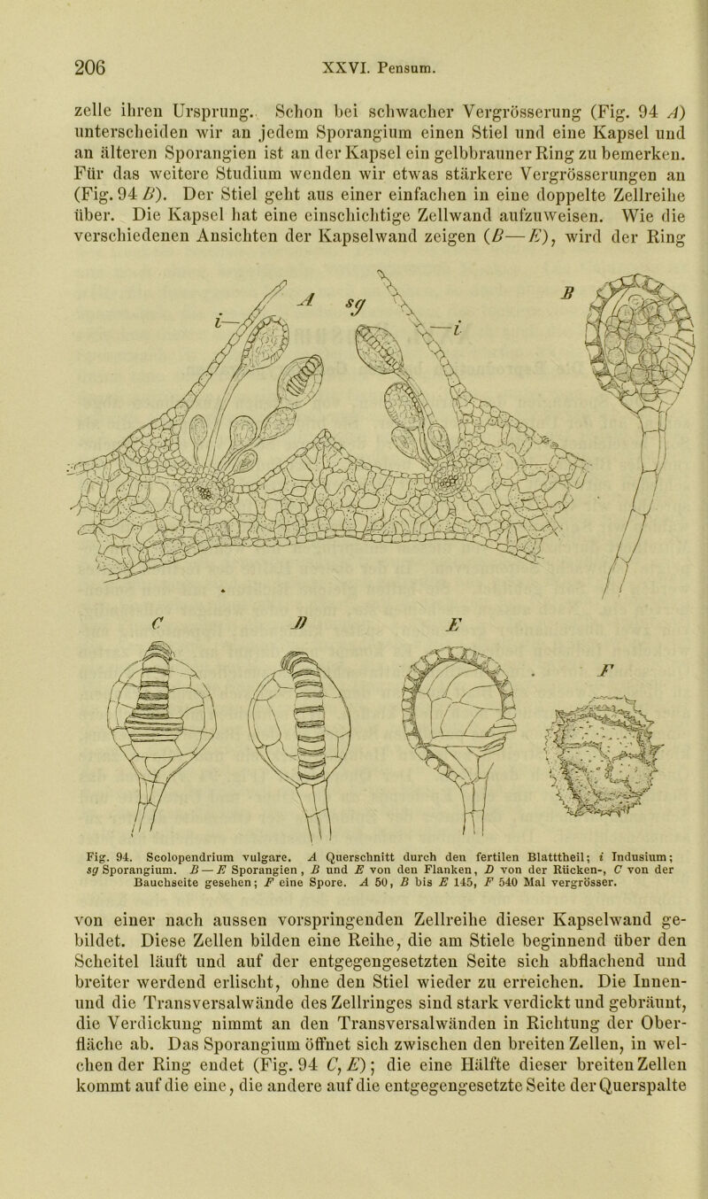 zelle ihren Ursprung. Schon bei schwacher Vergrösseriing (Fig. 94 A) imterscheiclen wir an jedem Sporangium einen Stiel und eine Kapsel und an älteren Sporangien ist an der Kapsel ein gelbbrauner Ring zu bemerken. Für das weitere Studium wenden wir etwas stärkere Vergrösserungen an (Fig. 94 B). Der Stiel geht aus einer einfachen in eine doppelte Zellreihe über. Die Kapsel hat eine einschichtige Zellwand aufzuweisen. Wie die verschiedenen Ansichten der Kapsel wand zeigen (ß—A), wird der Ring ■' L L C J) E Fig. 94. Scolopendrium vulgare. A Querschnitt durch den fertilen Blatttheil; i Indusium; sgr Sporangium. B — E Sporangien, B und E von den Flanken, D von der Rücken-, C von der Bauchseite gesehen; F eine Spore. .4 50, R bis E 145, F 540 Mal vergrösser. von einer nach aussen vorspringenden Zellreihe dieser Kapselwand ge- bildet. Diese Zellen bilden eine Reihe, die am Stiele beginnend über den Scheitel läuft und auf der entgegengesetzten Seite sich abflachend und breiter werdend erlischt, ohne den Stiel wieder zu erreichen. Die Innen- und die Transversalwände des Zellringes sind stark verdickt und gebräunt, die Verdickung nimmt an den Transversalwänden in Richtung der Ober- fläche ab. Das Sporangium ölfiiet sich zwischen den breiten Zellen, in wel- chen der Ring endet (Fig. 94 U, A); die eine Hälfte dieser breiten Zellen kommt auf die eine, die andere auf die entgegengesetzte Seite der Querspalte