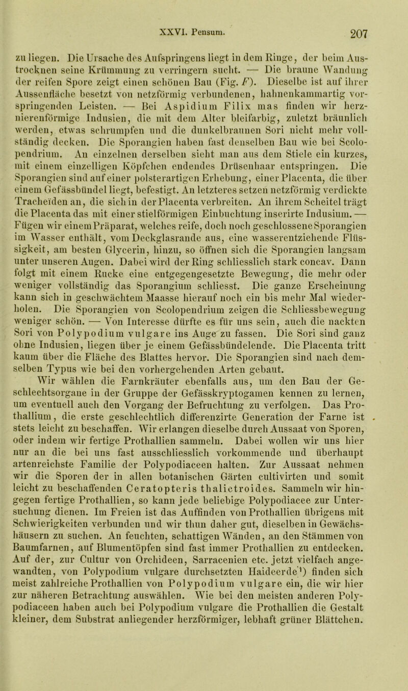 zu liegen. Die Ursaelie des Autspringens liegt in dem Ringe, der beim Aiis- troeknen seine Krümmung zu verringern suclit. — Die braune Wandung der reiten Spore zeigt einen sehönen Bau (Fig. f). Dieselbe ist auf ihrer Aussentlaelie besetzt von netzförmig verbundenen, lialinenkammartig vor- springenden Leisten. — Bei Aspidium Filix mas finden wir lierz- nierenförmige Indusien, die mit dem Alter bleifarbig, zuletzt bräunlieli werden, etwas sebrumpfen und die dunkelbraunen Sori nicht mehr voll- ständig decken. Die Sporangien haben fast denselben Bau wie bei Scolo- pendrium. An einzelnen derselben sieht man aus dem Stiele ein kurzes, mit einem einzelligen Köpfchen endendes Drüsenhaar entspringen. Die Sporangien sind auf einer polsterartigcn Erhebung, einer Placenta, die über einem Gefässbündel liegt, befestigt. An letzteres setzen netzförmig verdickte Tracheiden an, die sich in der Placenta verbreiten. An ihrem Scheitel trägt die Placenta das mit einer stielförmigen Einbuchtung inserirte Indiisium. — Fügen wir einem Präparat, welches reife, doch noch geschlossene Sporangien im Wasser enthält, vom Deckglasrande aus, eine wasserentziehende Flüs- sigkeit, am besten Glycerin, hinzu, so öffnen sich die Sporangien langsam unter unseren Augen. Dabei wird der Ring schliesslich stark concav. Dann folgt mit einem Rucke eine entgegengesetzte Bewegung, die mehr oder weniger vollständig das Sporangium schliesst. Die ganze Erscheinung kann sich in geschwächtem Maasse hierauf noch ein bis mehr Mal wieder- holen. Die Sporangien von Scolopendrium zeigen die Schliessbewegung weniger schön. — Von Interesse dürfte es für uns sein, auch die nackten Sori von Polypodium vulgare ins Auge zu fassen. Die Sori sind ganz ohne Indusien, liegen über je einem Gefässbündelende. Die Placenta tritt kaum über die Fläche des Blattes hervor. Die Sporangien sind nach dem- selben Typus wie bei den vorhergehenden Arten gebaut. Wir wählen die Farnkräuter ebenfalls aus, um den Bau der Ge- schlechtsorgane in der Gruppe der Gefässkryptogamen kennen zu lernen, um eventuell auch den Vorgang der Befruchtung zu verfolgen. Das Pro- thallium, die erste geschlechtlich differenzirte Generation der Farne ist , stets leicht zu beschaffen. Wir erlangen dieselbe durch Aussaat von Sporen, oder indem wir fertige Prothallien sammeln. Dabei wollen wir uns hier nur an die bei uns fast ausschliesslich vorkommende und überhaupt artenreichste Familie der Polypodiaceen halten. Zur Aussaat nehmen wir die Sporen der in allen botanischen Gärten cultivirten und somit leicht zu beschaffenden Ceratopteris thalictroides. Sammeln wir hin- gegen fertige Prothallien, so kann jede beliebige Polypodiacee zur Unter- suchung dienen. Im Freien ist das Auffinden von Prothallien übrigens mit Schwierigkeiten verbunden und wir thun daher gut, dieselben in Gewächs- häusern zu suchen. An feuchten, schattigen Wänden, an den Stämmen von Baumfarnen, auf Blumentöpfen sind fast immer Prothallien zu entdecken. Auf der, zur Cultur von Orchideen, Sarracenien etc. jetzt vielfach ange- wandten, von Polypodium vulgare durchsetzten Haideerde 0 finden sich meist zahlreiche Prothallien von Polypodium vulgare ein, die wir hier zur näheren Betrachtung auswählen. Wie bei den meisten anderen Poly- podiaceen haben auch bei Polypodium vulgare die Prothallien die Gestalt kleiner, dem Substrat anliegender herzförmiger, lebhaft grüner Blättchen.