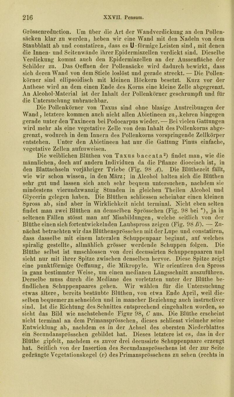 Grössenrediiction. Um über die Art der Wandverdickung an den Pollen- säcken klar zu werden^ heben wir eine Wand mit den Nadeln von dem Staubblatt ab und constatiren, dass es U-förmige Leisten sind, mit denen die Innen- und Seitenwände ihrer Epidermiszellen verdickt sind. Dieselbe Verdickung kommt auch den Epidermiszellen an der Aussenfläche der Schilder zu. Das Oeffnen der Pollensäcke wird dadurch bewirkt, dass sich deren Wand von dem Stiele loslöst und gerade streckt. — Die Pollen- körner sind ellipsoidisch mit kleinen Höckern besetzt. Kurz vor der Anthese wird an dem einen Ende des Korns eine kleine Zelle abgegrenzt. An Alcohol-Material ist der Inhalt der Pollenkörner geschrumpft und für die Untersuchung unbrauchbar. Die Pollenkörner von Taxus sind ohne blasige Austreibungen der Wand, letztere kommen auch nicht allen Abietineen zu, kehren hingegen gerade unter den Taxineen bei Podocarpus wieder. — Bei vielen Gattungen wird mehr als eine vegetative Zelle von dem Inhalt des Pollenkorns abge- grenzt, wodurch in dem Innern des Pollenkorns vorspringende Zellkörper entstehen. Unter den Abietineen hat nur die Gattung Pinus einfache, vegetative Zellen aufzuweisen. Die weiblichen Blüthen von Taxus baccata^) findet man, wie die männlichen, doch auf andern Individuen da die Pflanze dioecisch ist, in den Blattachseln vorjähriger Triebe (Fig. 98 A). Die Blüthezeit fällt, wie wir schon wissen, in den März; in Alcohol halten sich die Blüthen sehr gut und lassen sich auch sehr bequem untersuchen, nachdem sie mindestens vierundzwanzig Stunden in gleichen Theilen Alcohol und Glycerin gelegen haben. Die Blüthen schliessen scheinbar einen kleinen Spross ab, sind aber in Wirklichkeit nicht terminal. Nicht eben selten findet man zwei Blüthen an demselben Sprösschen (Fig. 98 bei *), ja in seltenen Fällen stösst man auf Missbildungen, welche seitlicli von der Blüthe einen sich fortentwickelnden Laubspross zeigen (Fig. 98 Z?). — Zu- nächst betrachten wir das Blüthensprösschen mit der Lupe und constatiren, dass dasselbe mit einem lateralen Schuppenpaar beginnt, auf welches spiralig gestellte, allmählich grösser werdende Schuppen folgen. Die Blüthe selbst ist umschlossen von drei decussirten Scliuppenpaaren und sieht nur mit ihrer Spitze zwischen denselben hervor. Diese Spitze zeigt eine punktförmige Oeffnung, die Mikropyle. Wir orientiren den Spross in ganz bestimmter Weise, um einen medianen Längsschnitt auszuführen. Derselbe muss durch die Mediane des vorletzten unter der Blüthe be- findlichen Schuppenpaares gehen. Wir wählen für die Untersuchung etwas ältere, bereits bestäubte Blüthen, von etwa Ende April, weil die- selben bequemer zu schneiden und in mancher Beziehung auch instructiver sind. Ist die Richtung des Schnittes entsprechend eingehalten worden, so sieht das Bild wie nachstehende Figur 98, C aus. Die Blüthe erscheint nicht terminal an dem Primansprösschen, dieses schliesst vielmehr seine Entwicklung ab, nachdem es in der Achsel des obersten Niederblattes ein Secundansprösschen gebildet hat. Dieses letztere ist es, das in der Blüthe gipfelt, nachdem es zuvor drei decussirte Schuppenpaare erzeugt hat. Seitlich von der Insertion des Secundansprösschens ist der zur Seite gedrängte Vegetationskegel (t>) des Primansprösschens zu sehen (rechts in