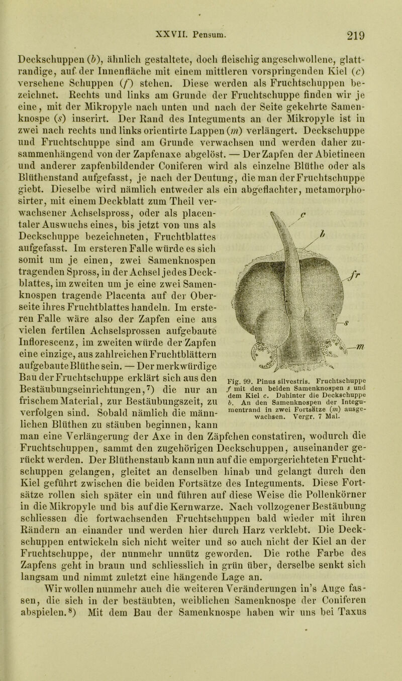 iBüilm j. Deckschiippen (Z^), äliiilicli gestaltete, doch fleischig aiigeschwollene, glatt- randige, auf der Innenfläche mit einem mittleren vorspringenden Kiel (c) versehene Schuppen (/’) stehen. Diese werden als Frnchtschnppen be- zeichnet. Rechts lind links am Grunde der Frnchtschuppe finden wir je eine, mit der Mikropyle nach unten und nach der Seite gekehrte Samen- knospe {s) inserirt. Der Rand des Integuments an der Mikropyle ist in zwei nach rechts und links orientirte Lappen {in) verlängert. Deckschuppe lind Frnchtschuppe sind am Grunde verwachsen und werden daher zu- sammenhängend von der Zapfenaxe abgelöst. — Der Zapfen der Abietineen und anderer zapfenbildender Coniferen wird als einzelne Blüthe oder als Blnthenstand anfgefasst, je nach der Deutung, die man der Frnchtschuppe giebt. Dieselbe wird nämlich entweder als ein abgeflachter, metamorpho- sirter, mit einem Deckblatt zum Theil ver- wachsener Achselspross, oder als placen- taler Auswuchs eines, bis jetzt von uns als Deckschuppe bezeichneten, Fruchtblattes aufgefasst. Im ersteren Falle würde es sich somit um je einen, zwei Samenknospen tragenden Spross, in der Achsel jedes Deck- blattes, im zweiten um je eine zwei Samen- knospen tragende Placenta auf der Ober- seite ilires Fruchtblattes handeln. Im erste- ren Falle wäre also der Zapfen eine aus vielen fertilen Achselsprossen aufgebaute Inflorescenz, im zweiten würde der Zapfen eine einzige, aus zahlreichen Fruchtblättern aufgebaute Blüthe sein. — Der merkwürdige Bau der Fruchtschuppe erklärt sich aus den Bestäubungseinrichtungen,0 die nur an frischem Material, zur Bestäubungszeit, zu verfolgen sind. Sobald nämlich die männ- lichen Blüthen zu stäuben beginnen, kann man eine Verlängerung der Axe in den Zäpfchen constatiren, wodurch die Fruchtschuppen, sammt den zugehörigen Deckschuppen, auseinander ge- rückt werden. Der Blüthenstaub kann nun auf die emporgerichteten Frucht- schuppen gelangen, gleitet an denselben hinab und gelangt durch den Kiel geführt zwischen die beiden Fortsätze des Integuments. Diese Fort- sätze rollen sich später ein und führen auf diese Weise die Polleukörner in die Mikropyle und bis auf die Kern warze. Nach vollzogener Bestäubung schliessen die fortwachsenden Fruchtschuppen bald wieder mit ihren Rändern an einander und werden hier durch Harz verklebt. Die Deck- schuppen entwickeln sich nicht weiter und so auch nicht der Kiel an der Fruchtschuppe, der nunmehr unnütz geworden. Die rothe Farbe des Zapfens geht in braun und schliesslich in grün über, derselbe senkt sich langsam und nimmt zuletzt eine hängende Lage an. Wir wollen nunmehr auch die weiteren Veränderungen in’s Auge fas- sen, die sich in der bestäubten, weiblichen Samenknospe der Coniferen abspielen. Mit dem Bau der Samenknospe haben wir uns bei Taxus m Fig. 99. Pinus silvestris. Fruclitschuppe / mit den beiden Samenknospen s und dem Kiel c. Dahinter die Deckschuppe b. An den Samenknospen der Integu- mentrand in zwei Fortsätze (m) ausge- wachsen. Vergr. 7 Mal.