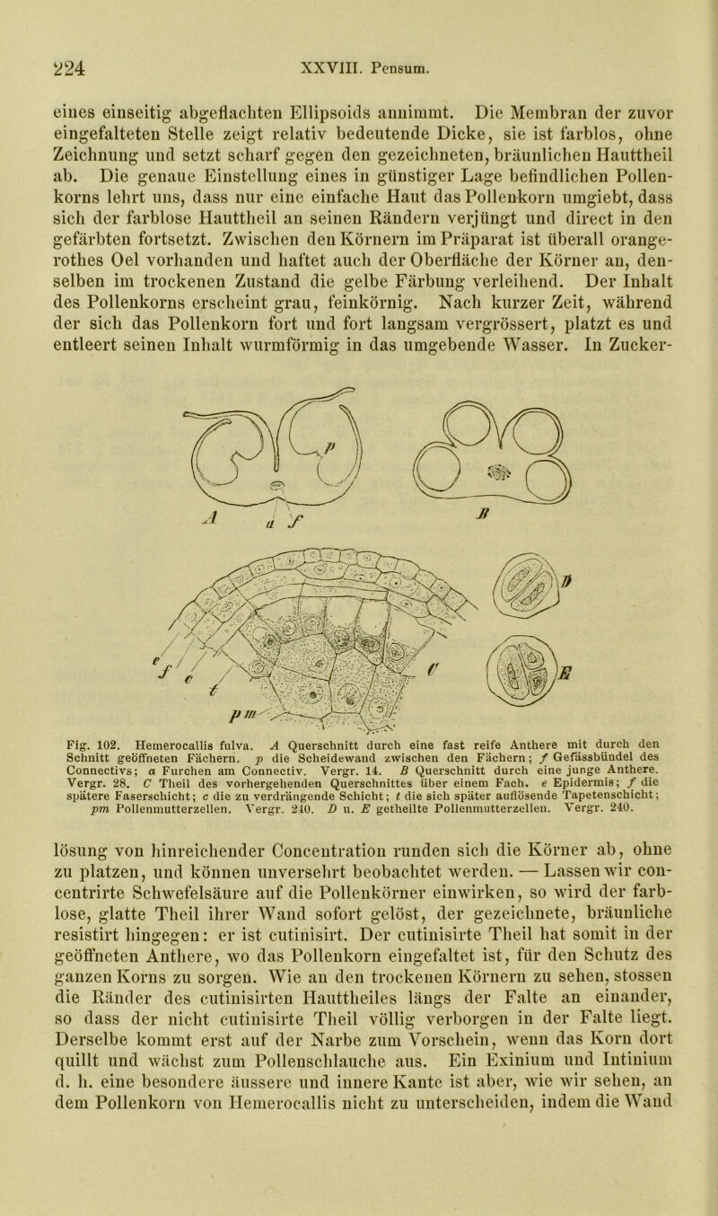 eines einseitig abgeflacliten Ellipsoids annimmt. Die Membran der zuvor eingefalteten Stelle zeigt relativ bedeutende Dicke, sie ist farblos, ohne Zeichnung und setzt scharf gegen den gezeichneten, bräunlichen Hauttheil ab. Die genaue Einstellung eines in günstiger Lage befindlichen Pollen- korns lehrt uns, dass nur eine einfache Haut das Pollenkorn umgiebt, dass sich der farblose Hauttheil an seinen Rändern verjüngt und direct in den gefärbten fortsetzt. Zwischen den Körnern im Präparat ist überall orange- rothes Oel vorhanden und haftet auch der Oberfläche der Körner an, den- selben im trockenen Zustand die gelbe Färbung verleihend. Der Inhalt des Pollenkorns erscheint grau, feinkörnig. Nach kurzer Zeit, während der sich das Pollenkorn fort und fort langsam vergrössert, platzt es und entleert seinen Inhalt wurmförmig in das umgebende Wasser. In Zucker- Fig. 102. Hemerocallis fulva. A Querschnitt durch eine fast reife Anthere mit durch den Schnitt geöffneten Fächern, p die Scheidewand zwischen den Fächern; / Gefässbündel des Connectivs; a Furchen am Connectiv. Vergr. 14. B Querschnitt durch eine junge Anthere. Vergr. 28. C Theil des vorhergehenden Querschnittes über einem Fach, e Epidermis; / die spätere Faserschicht; c die zu verdrängende Schicht; t die sich später auflösende Tapetenschicht; pm Pollenmutterzellen. Vergr. 210. D u. E getheilte Pollenmutterzellen. Vergr. 240. lösung von hinreichender Concentration runden sich die Körner ab, ohne zu platzen, und können unversehrt beobachtet werden. — Lassen wir con- centrirte Schwefelsäure auf die Pollenkörner einwirken, so wird der farb- lose, glatte Theil ihrer Wand sofort gelöst, der gezeichnete, bräunliche resistirt hingegen: er ist cutinisirt. Der cutinisirte Theil hat somit in der geöffneten Anthere, wo das Pollenkorn eingefaltet ist, für den Schutz des ganzen Korns zu sorgen. Wie an den trockenen Körnern zu sehen, stossen die Ränder des cutinisirten Hauttheiles längs der Falte an einander, so dass der nicht cutinisirte Theil völlig verborgen in der Falte liegt. Derselbe kommt erst auf der Narbe zum Vorschein, wenn das Korn dort quillt und wächst zum Polleuschlauche aus. Ein Exinium und lutinium d. h. eine besondere äussere und innere Kante ist aber, wie wir sehen, an dem Pollenkorn von Hemerocallis nicht zu unterscheiden, indem die Wand