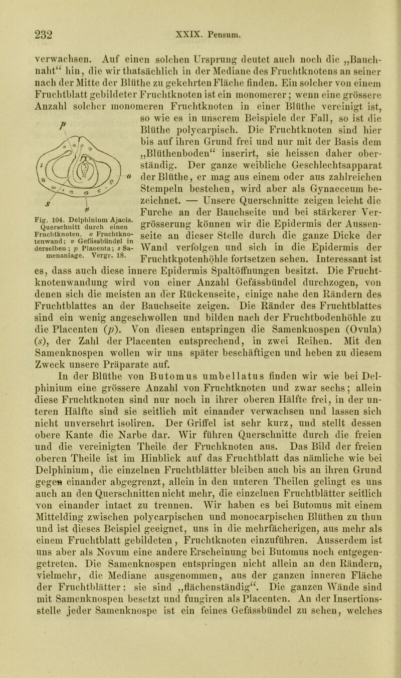 verwachsen. Auf einen solchen Ursprung deutet aucli noch die ,,Baucli- naht^^ hin, die wir thatsächlich in der Mediane des Fruchtknotens an seiner nach der Mitte der Blüthe zu gekelirtenFläclie finden. Ein solciier von einem Fruclitblatt gebildeter Fruchtknoten ist ein monomerer; wenn eine grössere Anzahl solcher monomeren Fruchtknoten in einer Blüthe vereinigt ist, so wie es in unserem Beispiele der Fall, so ist die ^ Blüthe polyearpisch. Die Fruchtknoten sind hier bis auf ihren Grund frei und nur mit der Basis dem „Blüthenboden^^ inserirt, sie heissen daher ober- ständig. Der ganze weibliche Geschlechtsapparat der Blüthe, er mag aus einem oder aus zahlreichen Stempeln bestehen, wird aber als Gynaeceum be- zeichnet. — Unsere Querschnitte zeigen leicht die Furche an der Bauchseite und bei stärkerer Ver- grösserung können wir die Epidermis der Aussen- -o Fig. 104. Delphinium Ajacis. Querschnitt durch einen Fruchtknoten o FrucMkno- gelte an dicscr Stelle durcli die ganze Dicke der tenwand; v Gefassbundel in . . ° . . derselben; p piacenta; sSa- Wand vei’iolgen lind sicli in clie Epidcrmis der menaniage. Vergr. 18. Fnichtkpotenliölile fortsctzeu selieii. Interessant ist es, dass auch diese innere Epidermis Spaltöffnungen besitzt. Die Frucht- knotenAvandung wird von einer Anzahl Gefässbündel durchzogen, von denen sich die meisten an der Rückenseite, einige nahe den Rändern des Fruchtblattes an der Bauchseite zeigen. Die Ränder des Fruchtblattes sind ein wenig angeschwollen und bilden nach der Fruchtbodenhöhle zu die Placenten {p). Von diesen entspringen die Samenknospen (Ovula) (aO, der Zahl der Placenten entsprechend, in zwei Reihen. Mit den Samenknospen wollen wir uns später beschäftigen und lieben zu diesem Zweck unsere Präparate auf. In der Blüthe von Butomus umbellatus finden wir wie bei Del- phinium eine grössere Anzahl von Fruchtknoten und zwar sechs; allein diese Fruchtknoten sind nur noch in ihrer oberen Hälfte frei, in der un- teren Hälfte sind sie seitlich mit einander verwachsen und lassen sich nicht unversehrt isoliren. Der Griffel ist sehr kurz, und stellt dessen obere Kante die Narbe dar. Wir führen Querschnitte durch die freien und die vereinigten Tlieile der Fruchknoten aus. Das Bild der freien oberen Theile ist im Hinblick auf das Fruchtblatt das nämliche wie bei Delphinium, die einzelnen Fruchtblätter bleiben auch bis an ihren Grund gege« einander abgegrenzt, allein in den unteren Theilen gelingt es uns auch an den Querschnitten nicht mehr, die einzelnen Fruchtblätter seitlich von einander intact zu trennen. Wir haben es bei Butomus mit einem Mittelding zwischen polycarpischen und monocarpischen Blüthen zu thun und ist dieses Beispiel geeignet, uns in die mehrfächerigen, aus mehr als einem Fruchtblatt gebildeten , Fruchtknoten einzuführen. Ausserdem ist uns aber als Novum eine andere Erscheinung bei Butomus noch entgegen- getreten. Die Samenknospen entspringen nicht allein au den Rändern, vielmehr, die Mediane ausgenommen, aus der ganzen inneren Fläche der Fruchtblätter: sie sind ,,flächenständig^^ Die ganzen Wände sind mit Samenknospen besetzt und fungiren als Placenten. An der Insertions- stelle jeder Samenknospe ist ein feines Gefässbündel zu sehen, Avelches