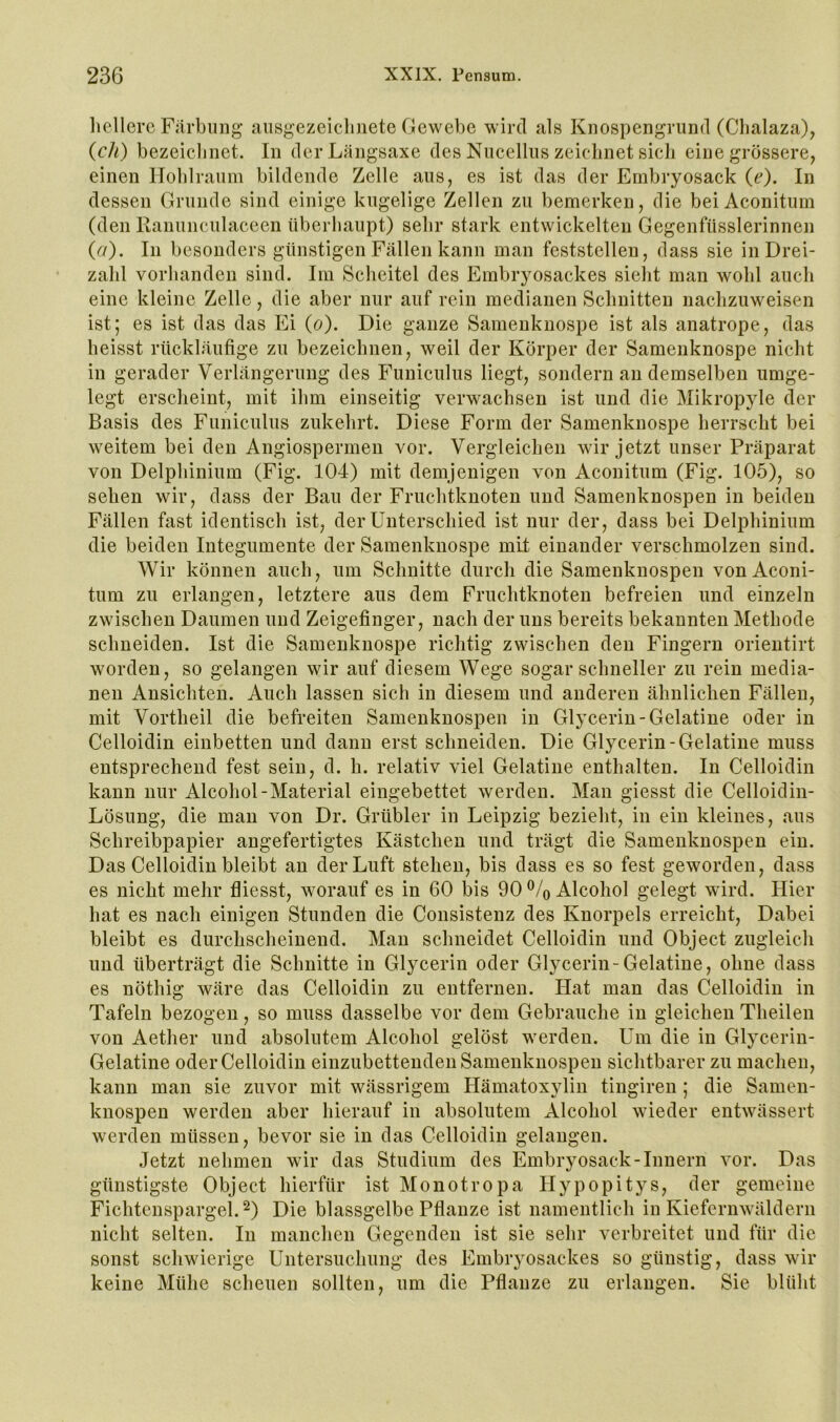 liellerc Färbung aiisgezeiclinete Gewebe wird als Knospengrund (Cbalaza), {ch) bezeiclinet. In derLängsaxe des Nucelhis zeichnet sieb eine grössere, einen IToblraimi bildende Zelle aus, es ist das der Enibryosack (c). In dessen Grunde sind einige kugelige Zellen zu bemerken, die bei Aconitum (den Ranunculaceen überhaupt) sehr stark entwickelten Gegenfüsslerinnen (ff). In besonders günstigen Fällen kann man feststellen, dass sie in Drei- zahl vorhanden sind. Im Scheitel des Embryosackes sielit man wohl auch eine kleine Zelle, die aber nur auf rein medianen Schnitten nachzuweisen ist; es ist das das Ei (ff). Die ganze Samenknospe ist als anatrope, das heisst rückläufige zu bezeichnen, weil der Körper der Samenknospe nicht in gerader Verlängerung des Funiculus liegt, sondern an demselben umge- legt erscheint, mit ihm einseitig verwachsen ist und die Mikropyle der Basis des Funiculus zukehrt. Diese Form der Samenknospe herrscht bei weitem bei den Angiospermen vor. Vergleichen wir jetzt unser Präparat von Delphinium (Fig. 104) mit demjenigen von Aconitum (Fig. 105), so sehen wir, dass der Bau der Fruchtknoten und Samenknospen in beiden Fällen fast identisch ist, der Unterschied ist nur der, dass bei Delphinium die beiden Integumente der Samenknospe mit einander verschmolzen sind. Wir können auch, um Schnitte durch die Samenknospen von Aconi- tum zu erlangen, letztere aus dem Fruchtknoten befreien und einzeln zwischen Daumen und Zeigefinger, nach der uns bereits bekannten Methode schneiden. Ist die Samenknospe richtig zwischen den Fingern orientirt worden, so gelangen wir auf diesem Wege sogar schneller zu rein media- nen Ansichten. Auch lassen sich in diesem und anderen ähnlichen Fällen, mit Vortheil die befreiten Samenknospen in Glycerin-Gelatine oder in Celloidin einbetten und dann erst schneiden. Die Glycerin-Gelatine muss entsprechend fest sein, d. h. relativ viel Gelatine enthalten. In Celloidin kann nur Alcohol-Material eingebettet werden. Man giesst die Celloidin- Lösung, die man von Dr. Grübler in Leipzig bezieht, in ein kleines, aus Schreibpapier angefertigtes Kästchen und trägt die Samenknospen ein. Das Celloidin bleibt au der Luft stehen, bis dass es so fest geworden, dass es nicht mehr fliesst, worauf es in 60 bis 90 ®/o Alcohol gelegt wird. Hier hat es nach einigen Stunden die Coiisistenz des Knorpels erreicht. Dabei bleibt es durchscheinend. Mau schneidet Celloidin und Object zugleich und überträgt die Schnitte in Glycerin oder Glycerin-Gelatine, ohne dass es nöthig wäre das Celloidin zu entfernen. Hat man das Celloidin in Tafeln bezogen, so muss dasselbe vor dem Gebrauche in gleichen Theilen von Aether und absolutem Alcohol gelöst werden. Um die in Glycerin- Gelatine oder Celloidin einzubetteuden Samenknospen sichtbarer zu machen, kann man sie zuvor mit wässrigem Hämatoxylin tingiren ; die Samen- knospen werden aber hierauf in absolutem Alcohol wieder entwässert werden müssen, bevor sie in das Celloidin gelangen. Jetzt nehmen wir das Studium des Embryosack-Innern vor. Das günstigste Object hierfür ist Monotropa Hypopitys, der gemeine Fichtcnspargel.^) Die blassgelbe Pflanze ist namentlich in Kiefernwäldern nicht selten. In manchen Gegenden ist sie sehr verbreitet und für die sonst schwierige Untersuchung des Embryosackes so günstig, dass wir keine Mühe scheuen sollten, um die Pflanze zu erlangen. Sie blüht