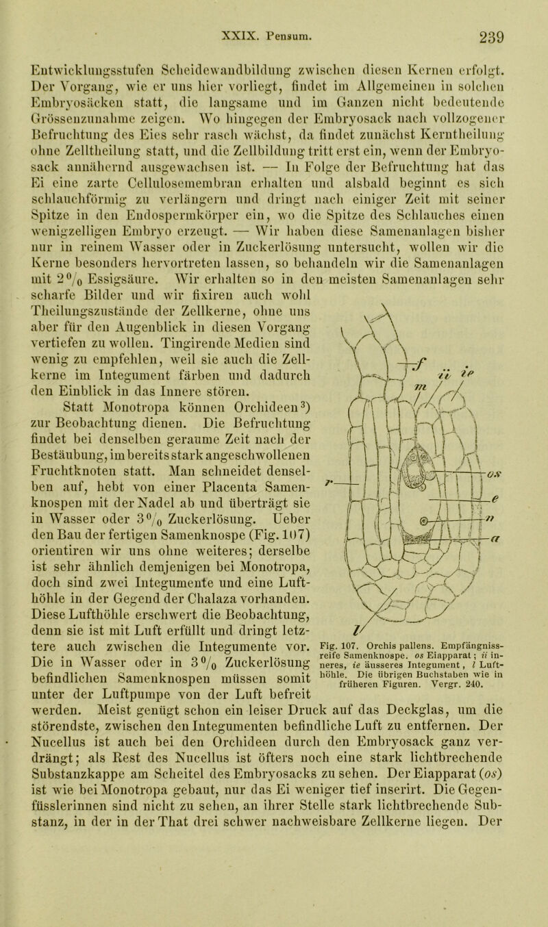 Eutwickliiiigsstiifen Sclieklcwaiiclbililuiig zwischen diesen Kernen erfolgt. Der Vorgang, wie er uns hier vorliegt, findet im Allgemeinen in solchen Embryosäeken statt, die langsame und im Ganzen nicht bedeutende Grössenzunahme zeigen. Wo hingegen der Embryosack nach vollzogener Befruchtung des Eies sehr rasch wächst, da findet zunächst Kerntheilung ohne Zelltheilung statt, und die Zellbildung tritt erst ein, wenn der Embryo- sack annähernd ausgewachsen ist. — In Folge der Befruchtung hat das Ei eine zarte Cellulosemembran erlialteu und alsbald beginnt es sich schlauchförmig zu verlängern und dringt nach einiger Zeit mit seiner Spitze in den Endospermkörper ein, wo die Spitze des Schlauches einen wenigzeiligen Embryo erzeugt. — Wir haben diese Samenanlagen bisher nur in reinem AVasser oder in Zuckerlösung untersueht, wollen wir die Kerne besonders hervortreten lassen, so behandeln wir die Samenanlagen mit 2^/0 Essigsäure. AVir erhalten so in den meisten Samenanlagen sehr seharfe Bilder und wir fixiren auch wohl Theilungszustäiide der Zellkerne, ohne uns aber für den Augenblick in diesen Vorgang vertiefen zu wollen. Tingirende Medien sind wenig zu empfehlen, weil sie auch die Zell- kerne im Integument färben und dadurch den Einblick in das Innere stören. Statt Monotropa können Orchideen^) zur Beobachtung dienen. Die Befruchtung findet bei denselben geraume Zeit naeh der Bestäubung, im bereits stark angeschwollenen Fruchtknoten statt. Man schneidet densel- ben auf, hebt von einer Placenta Samen- knospen mit der Nadel ab und überträgt sie in AVasser oder Zuckerlösung. lieber den Bau der fertigen Samenknospe (Fig. 107) orientiren wir uns ohne weiteres; derselbe ist sehr ähnlich demjenigen bei Monotropa, doch sind zwei Integumente und eine Luft- höhle in der Gegend der Chalaza vorhanden. Diese Lufthöhle erschwert die Beobachtung, denn sie ist mit Luft erfüllt und dringt letz- tere auch zwischen die Integumente vor. Fig. 107. Orchis pallens. Empfängniss- T-.. . nr -I • r. A / n i i.. reife Samenknospe, os Eiapparat; n in- Die in Wasser oder in 3% Zuckerlösung neres, fe äusseres Integument, Z Luft- befindliclien Samenknospen müssen somit ^’^’^^f^ühSL^FfgurL^'^ v^ unter der Luftpumpe von der Luft befreit werden. Meist genügt schon ein leiser Druck auf das Deckglas, um die störendste, zwischen den Integumenten befindliche Luft zu entfernen. Der Nucellus ist auch bei den Orchideen durch den Embryosack ganz ver- drängt; als Rest des Nucellus ist öfters noch eine stark lichtbrechende Substanzkappe am Scheitel des Embryosacks zu sehen. Der Eiapparat (06‘) ist wie bei Monotropa gebaut, nur das Ei weniger tief inserirt. DieGegen- füsslerinnen sind nicht zu sehen, an ihrer Stelle stark lichtbrechende Sub- stanz, in der in derThat drei schwer nachweisbare Zellkerne liegen. Der