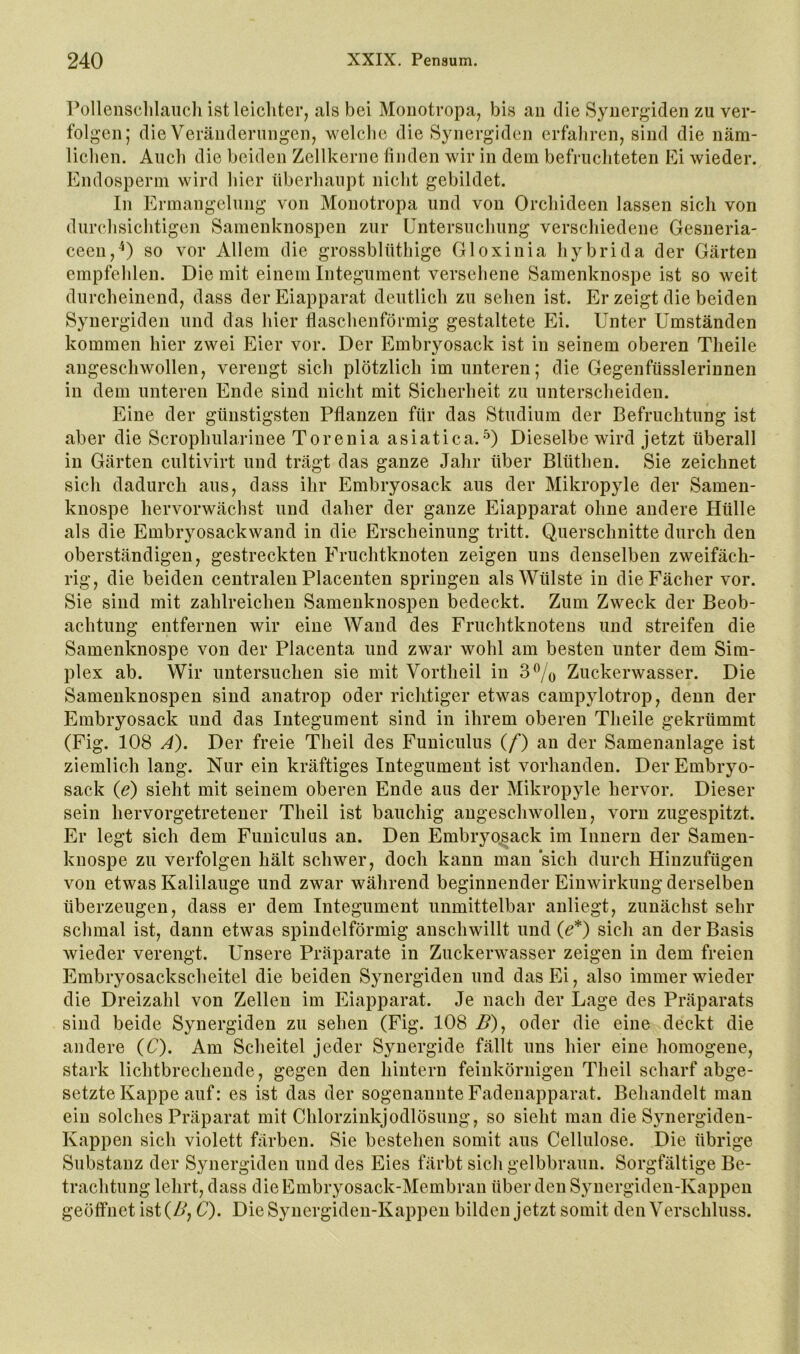 Pollensdilaiicli istleicliter, als bei Moiiotropa, bis an die Synergiden zu ver- folgen; die Verändernngeiij welche die Synergiden erfahren, sind die näm- lichen. Auch die beiden Zellkerne finden wir in dem befruchteten Ei wieder. Kndosperm wird hier überhaupt nicht gebildet. In Ermangelung von Monotropa und von Orchideen lassen sich von durchsichtigen Samenknospen zur Untersuchung verschiedene Gesneria- ceen,^) so vor Allem die grossblüthige Gloxinia hybrida der Gärten empfehlen. Die mit einem Integument versehene Samenknospe ist so weit durcheinend, dass der Eiapparat deutlich zu sehen ist. Er zeigt die beiden Synergiden und das hier tlaschenförmig gestaltete Ei. Unter Umständen kommen hier zwei Eier vor. Der Embryosack ist in seinem oberen Theile angeschwollen, verengt sich plötzlich im unteren; die Gegenfüsslerinnen in dem unteren Ende sind nicht mit Sicherheit zu unterscheiden. Eine der günstigsten Pflanzen für das Studium der Befruchtung ist aber die Scrophularinee Torenia asiatica.-'^) Dieselbe wird jetzt überall in Gärten cultivirt und trägt das ganze Jahr über Blüthen. Sie zeichnet sich dadurch aus, dass ihr Embryosack aus der Mikropyle der Samen- knospe hervorwächst und daher der ganze Eiapparat ohne andere Hülle als die Embryosackwand in die Erscheinung tritt. Querschnitte durch den oberständigen, gestreckten Fruchtknoten zeigen uns denselben zweifäch- rig, die beiden centralen Placenten springen als Wülste in die Fächer vor. Sie sind mit zahlreichen Samenknospen bedeckt. Zum Zweck der Beob- achtung entfernen wir eine Wand des Fruchtknotens und streifen die Samenknospe von der Placenta und zwar wohl am besten unter dem Sim- plex ab. Wir untersuchen sie mit Vortheil in 3% Zuckerwasser. Die Samenknospen sind anatrop oder richtiger etwas campylotrop, denn der Embryosack und das Integument sind in ihrem oberen Theile gekrümmt (Fig. 108 A). Der freie Theil des Funiculus (f) an der Samenanlage ist ziemlich lang. Nur ein kräftiges Integument ist vorhanden. Der Embryo- sack (e) sieht mit seinem oberen Ende aus der Mikropyle hervor. Dieser sein hervorgetretener Theil ist bauchig angeschwollen, vorn zugespitzt. Er legt sich dem Funiculus an. Den Embryo^ack im Innern der Samen- knospe zu verfolgen hält schwer, doch kann man ‘sich durch Hiuzufügen von etwas Kalilauge und zwar während beginnender Einwirkung derselben überzeugen, dass er dem Integument unmittelbar anliegt, zunächst sehr schmal ist, dann etwas spindelförmig anschwillt und (e*) sich an der Basis wieder verengt. Unsere Präparate in Zuckerw^asser zeigen in dem freien Embryosackscheitel die beiden Synergiden und das Ei, also immer wieder die Dreizahl von Zellen im Eiapparat. Je nach der Lage des Präparats sind beide Synergiden zu sehen (Fig. 108 B), oder die eine deckt die andere (C). Am Scheitel jeder Synergide fällt uns hier eine homogene, stark lichtbrechende, gegen den hintern feinkörnigen Theil scharf abge- setzte Kappe auf: es ist das der sogenannte Fadenapparat. Behandelt man ein solches Präparat mit Chlorzinkjodlösung, so sieht man die Synergiden- Kappen sich violett färben. Sie bestehen somit aus Cellulose. Die übrige Substanz der Synergiden und des Eies färbt sich gelbbraun. Sorgfältige Be- trachtung lehrt, dass die Embryosack-Membran über den Synergiden-Kappen geöffnet ist (//, C). Die Synergiden-Kappen bilden jetzt somit den Verschluss.