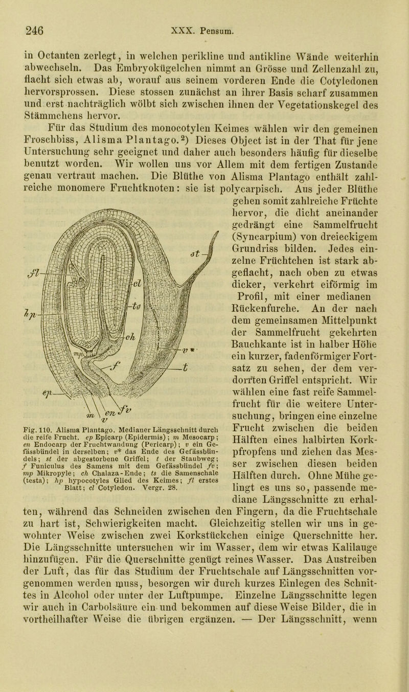 in Octanten zerlegt, in welclieii perikline und antikline Wände weiterliin abwecliseln. Das Embryokügelclien nimmt an Grösse und Zellenzalil zu, flacht sich etwas ab, worauf aus seinem vorderen Ende die Cotyledonen hervorsprossen. Diese stossen zunächst an ihrer Basis scharf zusammen und erst nacliträglich wölbt sich zwischen ihnen der Vegetationskegel des Stämmchens hervor. Für das Studium des monocotylen Keimes wählen wir den gemeinen Froschbiss, Alisma Plantago.^) Dieses Object ist in der That für jene Untersuchung sehr geeignet und daher auch besonders häufig für dieselbe benutzt worden. Wir wollen uns vor Allem mit dem fertigen Zustande genau vertraut machen. Die Blüthe von Alisma PJantago enthält zahl- reiche monomere Fruchtknoten: sie ist polycarpisch. Aus jeder Blüthe gehen somit zahlreiche Früchte hervor, die dicht aneinander gedrängt eine Sammelfrucht (Syucarpium) von dreieckigem Grundriss bilden. Jedes ein- zelne Früchtchen ist stark ab- geflacht, nach oben zu etwas dicker, verkehrt eiförmig im Profil, mit einer medianen Rückenfurche. An der nach dem gemeinsamen Mittelpunkt der Sammelfrucht gekehrten Bauchkante ist in halber Höhe ein kurzer, fadenförmiger Fort- satz zu sehen, der dem ver- dorrten Griffel entspricht. Wir wählen eine fast reife Sammel- frucht für die weitere Unter- suchung, bringen eine einzelne Frucht zwischen die beiden Hälften eines halbirten Kork- pfropfens und ziehen das Mes- ser zwischen diesen beiden Hälften durch. Ohne Mühe ge- lingt es uns so, passende me- diane Längsschnitte zu erhal- ten, während das Schneiden zwischen den Fingern, da die Fruchtschale zu hart ist, Schwierigkeiten macht. Gleichzeitig stellen wir uns in ge- wohnter Weise zwischen zwei Korkstückchen einige Querschnitte her. Die Längsschnitte untersuchen wir im Wasser, dem wir etwas Kalilauge hinzufügen. Für die Querschnitte genügt reines Wasser. Das Austreiben der Luft, das für das Studium der Fruchtschale auf Längsschnitten vor- genommen werden muss, besorgen wir durch kurzes Einlegen des Schnit- tes in Alcohol oder unter der Luftpumpe. Einzelne Längsschnitte legen wir auch in Carbolsäure ein und bekommen auf diese Weise Bilder, die in vortheilliafter Weise die übrigen ergänzen. — Der Längsschnitt, wenn T Fig. 110. Alisma Plantago. Medianer Längsschnitt durch die reife Frucht, ep Epicarp (Epidermis) ; m Mesocarp ; eil Endocarp der Fruchtwandung (Pericarp); v ein Ge- fässbündel in derselben; v* das Ende des Gefässbün- dels; st der abgestorbene Griffel; t der Staubweg; f Funicnlus des Samens mit dem Gefässbündel fv; mp Mikropyle; ch Chalaza-Ende; ts die Samenschale (testa); hp hypocotyles Glied des Keimes; fl erstes Blatt; cl Cotyledon. Vergr. 28.