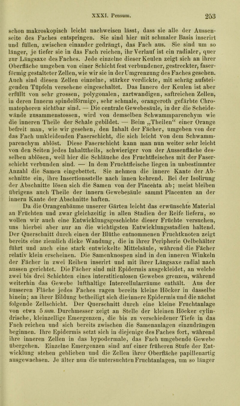 schon makroskopisch leicht nachweisen lässt, dass sie alle der Aussen- seite des Faches entspringen. Sie sind hier mit schmaler Basis inserirt lind füllen, zwisclien einander gedrängt, das Fach aus. Sie sind um so länger, je tiefer sie in das Facli reichen, ilir Verlauf ist ein radialer, quer zur Längsaxe des Faches. Jede einzelne dieser Keulen zeigt sich an ihrer Oberfläche umgeben von einer Schicht fest verbundener, gestreckter, faser- förmig gestalteter Zellen, wie wir sie in der Umgrenzung des Faches gesehen. Auch sind diesen Zellen einzelne, stärker verdickte, mit scliräg aufstei- genden Tüpfeln versehene eingeschaltet. Das Innere der Keulen ist aber erfüllt von sehr grossen, polygonalen, zartwandigen, saftreiclien Zellen, in deren Innerm spindelförmige, sehr schmale, orangeroth gefärbte Chro- matophoren siclitbar sind. — Die centrale Gewebesäule, in der die Scheide- wände zusammenstossen, wird von demselben Schwammparenchym wie die inneren Theile der Schale gebildet. — Beim ,,Theilen^^ einer Orange befreit man, wie wir gesehen, den Inhalt der Fächer, umgeben von der das Fach umkleidenden Faserschicht, die sich leicht von dem Schwamm- parenchym ablöst. Diese Faserschicht kann man nun weiter sehr leicht von den Seiten jedes Inhalttheils, schwieriger von der Aussenfläche des- selben ablösen, weil hier die Schläuche des Fruchtfleisches mit derFaser- schiclit verbunden sind. — In dem Fruchtfleische liegen in unbestimmter Anzahl die Samen eingebettet. Sie nehmen die innere Kante der Ab- schnitte ein, ihre Insertionsstelle nach innen kehrend. Bei der Isolirung der Abschnitte lösen sich die Samen von der Placehta ab; meist bleiben übrigens auch Theile der Innern Gewebesäule sammt Placenten an der innern Kante der Abschnitte haften. Da die Orangenbäume unserer Gärten leicht das erwünschte Material an Früchten und zwar gleichzeitig in allen Stadien der Reife liefern, so wollen wir auch eine Entwicklungsgeschichte dieser Früchte versuchen, uns hierbei aber nur au die wichtigsten Entwicklungsstadien haltend. Der Querschnitt durch einen der Blüthe entnommenen Fruchtknoten zeigt bereits eine ziemlich dicke Wandung, die in ihrer Peripherie Oelbehälter führt und aucli eine stark entwickelte Mittelsäule, während die Fächer relativ klein erscheinen. Die Samenknospen sind in den inneren Winkeln der Fächer in zwei Reihen inserirt und mit ihrer Längsaxe radial nach aussen gerichtet. Die Fächer sind mit Epidermis ausgekleidet, an welche zwei bis drei Schichten eines interstitienlosen Gewebes grenzen, während weiterhin das Gewebe lufthaltige Intercellularräume enthält. Aus der äusseren Fläche jedes Faches ragen bereits kleine Höcker in dasselbe hineinj an ihrer Bildung betheiligt sich die innere Epidermis und die nächst folgende Zellschicht. Der Querschnitt durch eine kleine Fruchtanlage von etwa 5 mm. Durchmesser zeigt an Stelle der kleinen Höcker cylin- drische, kleinzellige Emergenzen, die bis zu verschiedener Tiefe in das Fach reichen und sich bereits zwischen die Samenanlagen einzudrängen beginnen. Ihre Epidermis setzt sich in diejenige des Faches fort, während ihre inneren Zellen in das hypodermale, das Fach umgebende Gewebe übergehen. Einzelne Emergenzen sind auf einer früheren Stufe der Ent- wicklung stehen geblieben und die Zellen ihrer Oberfläche papillenartig ausgewachsen. Je älter nun die untersuchten Fruchtanlagen, um so länger