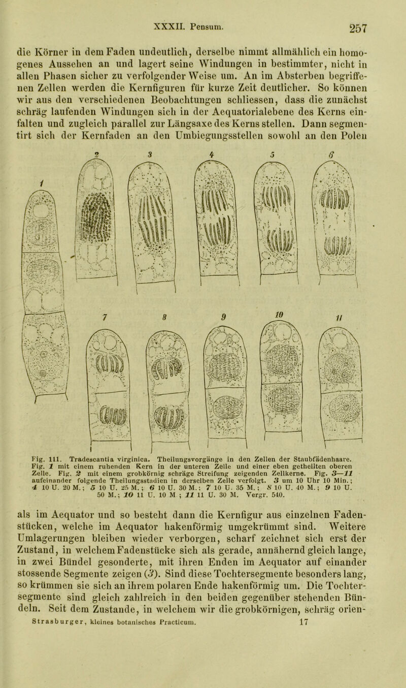 die Körner in dem Faden undeutlich, derselbe nimmt allmählich ein homo- genes Aussehen an und lagert seine Windungen in bestimmter, nicht in allen Phasen sicher zu verfolgender Weise um. An im Absterben begriffe- nen Zellen werden die Kernfiguren für kurze Zeit deutlicher. So können wir aus den verschiedenen Beobachtungen schliessen, dass die zunächst schräg laufenden Windungen sich in der Aequatorialebene des Kerns ein- falten und zugleich parallel zur Längsaxe des Kerns stellen. Dann segmen- tirt sich der Kernfaden an den Umbiegungsstellen sowohl an den Polen Fig. 111. Tradescantia virginica. Theilungsvorgänge in den Zellen der Staubfädenhaare. Fig. 1 mit einem ruhenden Kern in der unteren Zelle und einer eben getheilten oberen Zelle. Fig. 2 mit einem grobkörnig schräge Streifung zeigenden Zellkerne. Fig. 3—11 aufeinander folgende Theilungsstadien in derselben Zelle verfolgt. 3 um 10 Uhr 10 Min.; 4 10 U. 20 M.; 5 10 U. 2f> M. ; 6 10 U. 30 M.; 7 10 ü. 35 M. ; H 10 U. 40 M.; 9 10 U. 50 M.; 10 11 U. 10 M ; 11 11 U. 30 M. Vergr. 540. als im Aequator und so besteht dann die Kernfigur aus einzelnen Faden- stücken, welche im Aequator hakenförmig umgekrümmt sind. Weitere Umlagerungen bleiben wieder verborgen, scharf zeichnet sich erst der Zustand, in welchem Fadenstücke sich als gerade, annähernd gleich lange, in zwei Bündel gesonderte, mit ihren Enden im Aequator auf einander stossende Segmente zeigen {3). Sind diese Tochtersegmente besonders lang, so krümmen sie sich an ihrem polaren Ende hakenförmig um. Die Tochter- segmento sind gleich zahlreich in den beiden gegenüber stehenden Bün- deln. Seit dem Zustande, in welchem wir die grobkörnigen, schräg orien- Strasburger, kleines botanisches Practicum. 17