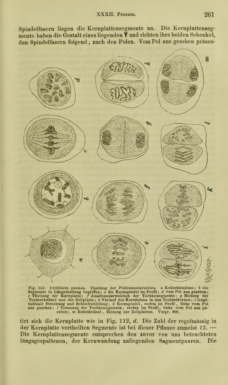 Spindelfasern liegen die Kernplattenscgmente an. Die Kernplattenseg- mente haben die Gestalt eines liegenden Y und richten ihre beiden Schenkel^ den Spindelfasern folgend, nach den Polen. Vom Pol aus gesehen präsen- I Fig. 112. Iritillaria persica. Theilung der Pollenmutterzellen. a Knäuelstadium; h die Segmente in Längstheilung begriffen; c die Kernspindel im Profil; d vom Pol aus gesehen; e Theilung der Kernplatte; / Auseinanderweichen der Tochtersegmente; g Bildung der Tochterknäuel und der Zellplatte; h Verlauf des Kernfadens in den Tochterkernen; i longi- tudinale Streckung und Schleifenbilduug; k Kernspindel, rechts im Profil, links vom Pol aus gesehen; l Trennung der Tochtersegmente, rechts im Profil, links vom Pol ans ge- sehen; m Enkelknäuel, Bildung der Zellplatten. Vergr. 800. tirt sich die Kernplatte wie in Fig. 112, d. Die Zahl der regelmässig in der Kernplatte vertheilten Segmente ist bei dieser Pflanze zumeist 12. — Die Kernplattensegmente entsprechen den zuvor von uns betrachteten längsgespaltenen, der Kernwandung anliegenden Segmentpaaren. Die