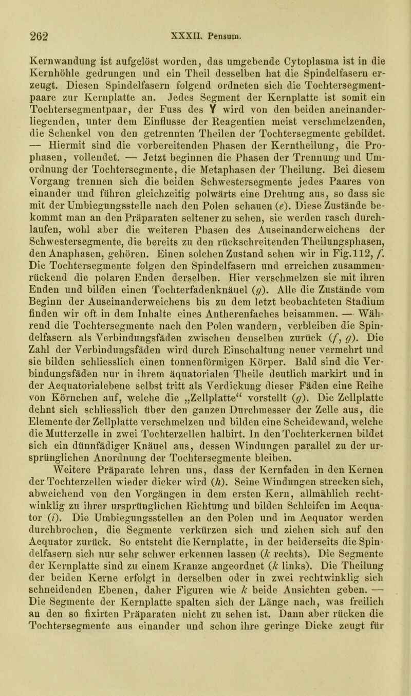 Kernwandimg ist aufgelöst worden, das umgebende Cytoplasma ist in die Kernhölile gedrungen und ein Theil desselben hat die Spindelfasern er- zeugt. Diesen Spindelfasern folgend ordneten sich die Tochtersegment- paare zur Kcrnplatte an. Jedes Segment der Kernplatte ist somit ein Tochtersegmentpaar, der Fuss des Y wird von den beiden aneinander- liegenden, unter dem Einflüsse der Reagentien meist verschmelzenden, die Schenkel von den getrennten Theilen der Tochtersegmente gebildet. — Hiermit sind die vorbereitenden Phasen der Kerntheilung, die Pro- phasen, vollendet. — Jetzt beginnen die Phasen der Trennung und Um- ordnung der Tochtersegmente, die Metaphasen der Theilung. Bei diesem Vorgang trennen sich die beiden Schwestersegmente jedes Paares von einander und führen gleichzeitig polwärts eine Drehung aus, so dass sie mit der Umbiegungsstelle nach den Polen schauen (e). Diese Zustände be- kommt man an den Präparaten seltener zu sehen, sie werden rasch durch- laufen, wohl aber die weiteren Phasen des Auseinanderweichens der Schwestersegmente, die bereits zu den rückschreitenden Theilungsphasen, den Anaphasen, gehören. Einen solchen Zustand sehen wir in Fig.112, f. Die Tochtersegmente folgen den Spindelfasern und erreichen zusammen- rückend die polaren Enden derselben. Hier verschmelzen sie mit ihren Enden und bilden einen Tochterfadenknäuel (g). Alle die Zustände vom Beginn der Auseinanderweichens bis zu dem letzt beobachteten Stadium finden wir oft in dem Inhalte eines Antherenfaches beisammen. — Wäh- rend die Tochtersegmente nach den Polen wandern, verbleiben die Spin- delfasern als Verbindungsfäden zwischen denselben zurück (/*, g). Die Zahl der Verbindungsfäden wird durch Einschaltung neuer vermehrt und sie bilden schliesslich einen tonnenförmigen Körper. Bald sind die Ver- bindungsfäden nur in ihrem äquatorialen Theile deutlich markirt und in der Aequatorialebene selbst tritt als Verdickung dieser Fäden eine Reihe von Körnchen auf, welche die „Zellplatte^^ vorstellt (g). Die Zellplatte dehnt sich schliesslich über den ganzen Durchmesser der Zelle aus, die Elemente der Zellplatte verschmelzen und bilden eine Scheidewand, welche die Mutterzelle in zwei Tochterzellen halbirt. In den Tochterkernen bildet sich ein dünnfädiger Knäuel aus, dessen Windungen parallel zu der ur- sprünglichen Anordnung der Tochtersegmente bleiben. Weitere Präparate lehren uns, dass der Kernfaden in den Kernen der Tochterzellen wieder dicker wird (h). Seine Windungen strecken sich, abweichend von den Vorgängen in dem ersten Kern, allmählich recht- winklig zu ihrer ursprünglichen Richtung und bilden Schleifen im Aequa- tor (/). Die Umbiegungsstellen an den Polen und im Aequator werden durchbrochen, die Segmente verkürzen sich und ziehen sich auf den Aequator zurück. So entsteht die Kernplatte, in der beiderseits die Spin- delfasern sich nur sehr schwer erkennen lassen {k rechts). Die Segmente der Kernplatte sind zu einem Kranze angeordnet (k links). Die Theilung der beiden Kerne erfolgt in derselben oder in zwei rechtwinklig sich schneidenden Ebenen, daher Figuren wie k beide Ansichten geben. — Die Segmente der Kernplatte spalten sich der Länge nach, was freilich au den so fixirten Präparaten nicht zu sehen ist. Dann aber rücken die Tochtersegmente aus einander und schon ihre geringe Dicke zeugt für