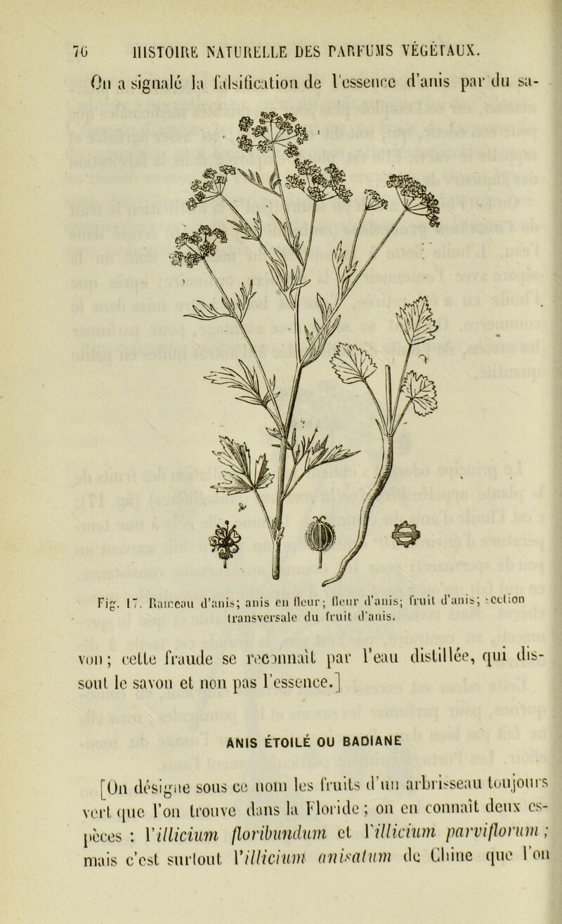 Ou a signalé la falsification de l'essence d’anis par du sa- von; cette fraude se reconnaît par l’eau distillée, qui dis- sout le savon et non pas l’essence.] ANIS ÉTOILÉ OU BADIANE [On désigne sous ce nom les fruits d un arbrisseau toujours vert que l’on trouve dans la Floride ; on en connaît deux es- pèces : Yillicium floribundum et Yillicium parviflonm ; mais c’est surlout Yillicium anmtum de Chine que l’on