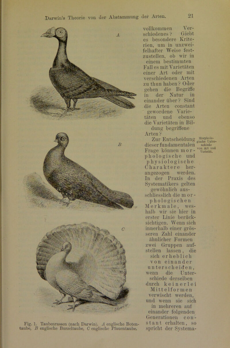 Fig. 1. Taubenrassen (nach Darwin). A englische Boten- taube, B englische Burzcltaube, C englische Pfauentaube. vollkommen Ver- schiedenes V Giebt es besondere Krite- rien, um in unzwei- felhafter Weise fest- zustellen, ob wir in einem bestimmten Fall es mit Varietäten einer Art oder mit verschiedenen Arten zu tliun haben? Oder gehen die Begriffe in der Natur in einander über ? Sind die Arten constant gewordene Varie- täten und ebenso die Varietäten in Bil- dung begriffene Arten ? 7iif Fmt,scheidun°’ MorpUoio- /jux rmiiboueiuuiig gische ünter. dieser fundamentalen schiede Frage können m o r - Varietät, phologische und physiologische Charaktere her- angezogen werden. In der Praxis des Systematikers gelten gewöhnlich aus- schliesslich die m o r - pholo gischen Merkmale, wes- halb wir sie hier in erster Linie berück- sichtigen. Wenn sich innerhalb einer grös- seren Zahl einander ähnlicher Formen zwei Gruppen auf- stellen lassen, die sich erheblich von einander unterscheiden, wenn die Unter- schiede derselben durch keinerlei Mittelfor m e n verwischt werden, und wenn sie sich in mehreren auf einander folgenden Generationen con- stant erhalten, so spricht der Systema-