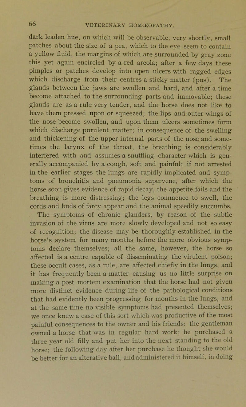 dark leaden hue, on which will be observable, very shortly, small patches about the size of a pea, which to the eye seem to contain a yellow fluid, the margins of which are surrounded by gray zone this yet again encircled by a red areola; after a few days these pimples or patches develop into open ulcers with ragged edges which discharge from their centres a sticky matter (pus). The glands between the jaws are swollen and hard, and after a time become attached to the surrounding parts and immovable; these glands are as a rule very tender, and the horse does not like to have them pressed upon or squeezed; the lips and outer wings of the nose become swollen, and upon them ulcers sometimes form which discharge purulent matter; in consequence of the swelling and thickening of the upper internal parts of the nose and some- times the larynx of the throat, the breathing is considerably interfered with and assumes a snuffling character which is gen- erally accompanied by a cough, soft and painful; if not arrested in the earlier stages the lungs are rapidly implicated and symp- toms of bronchitis and pneumonia supervene, after which the horse soon gives evidence of rapid decay, the appetite fails and the breathing is more distressing; the legs commence to swell, the cords and buds of farcy appear and the animal speedily succumbs. The symptoms of chronic glanders, by reason of the subtle invasion of the virus are more slowly developed and not so easy of recognition; the disease may be thoroughly established in the horse’s system for many months before the more obvious symp- toms declare themselves; all the same, however, the horse so affected is a centre capable of disseminating the virulent poison; these occult cases, as a rule, are affected chiefly in the lungs, and it has frequently been a matter causing us no little surprise on making a post mortem examination that the horse had not given more distinct evidence during life of the pathological conditions that had evidently been progressing for months in the lungs, and at the same time no visible symptoms had presented themselves; we once knew a case of this sort which was productive of the most painful consequences to the owner and his friends: the gentleman owned a horse that was in regular hard work; he purchased a three year old filly and put her into the next standing to the old horse; the following day after her purchase he thought she would be better for an alterative ball, and administered it himself, in doing