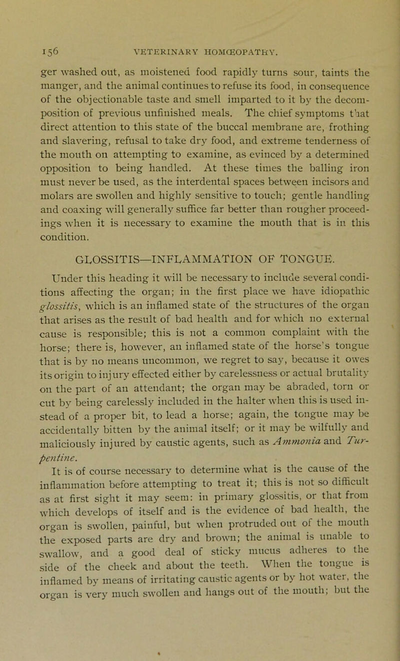 ger washed out, as moistened food rapidly turns sour, taints the manger, and the animal continues to refuse its food, inconsequence of the objectionable taste and smell imparted to it by the decom- position of previous unfinished meals. The chief symptoms that direct attention to this state of the buccal membrane are, frothing and slavering, refusal to take dry food, and extreme tenderness of the mouth on attempting to examine, as evinced by a determined opposition to being handled. At these times the balling iron must never be used, as the interdental spaces between incisors and molars are swollen and highly sensitive to touch; gentle handling and coaxing will generally suffice far better than rougher proceed- ings when it is necessary to examine the mouth that is in this condition. GLOSSITIS—INFLAMMATION OF TONGUE. Under this heading it will be necessary to include several condi- tions affecting the organ; in the first place we have idiopathic glossitis, which is an inflamed state of the structures of the organ that arises as the result of bad health and for which no external cause is responsible; this is not a common complaint with the horse; there is, however, an inflamed state of the horse’s tongue that is by no means uncommon, we regret to say, because it owes its origin to injury effected either by carelessness or actual brutality on the part of an attendant; the organ may be abraded, torn or cut by being carelessly included in the halter when this is used in- stead of a proper bit, to lead a horse; again, the tongue may be accidentally bitten by the animal itself; or it may be wilfully and maliciously injured by caustic agents, such as Ammonia and Tur- pentine. It is of course necessary to determine what is the cause of the inflammation before attempting to treat it; this is not so difficult as at first sight it may seem: in primary glossitis, or that from which develops of itself and is the evidence of bad health, the organ is swollen, painful, but when protruded out ot the mouth the exposed parts are dry and brown; the animal is unable to swallow, and a good deal of sticky mucus adheres to the side of the cheek and about the teeth. When the tongue is inflamed by means of irritating caustic agents or by hot water, the organ is very much swollen and hangs out of the mouth; but the