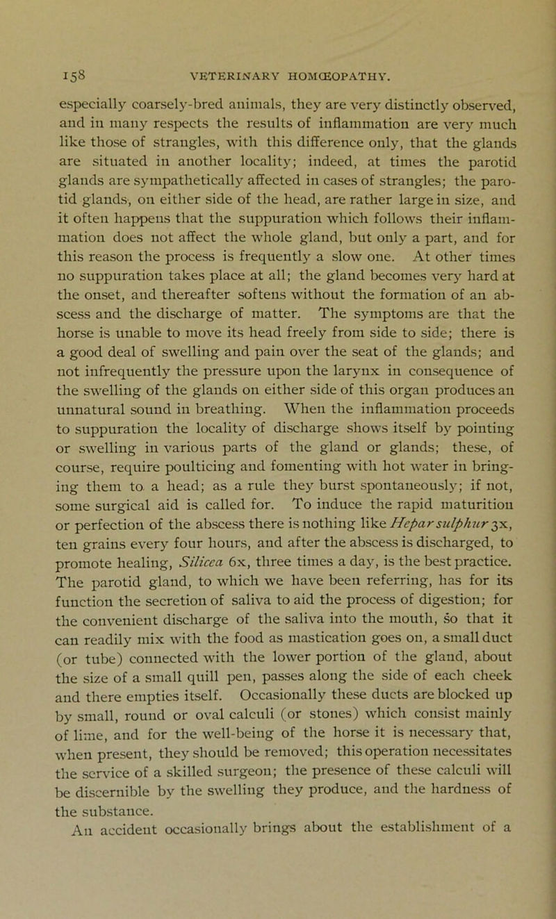 especially coarsely-bred animals, they are very distinctly observed, and in many respects the results of inflammation are very much like those of strangles, with this difference only, that the glands are situated in another locality; indeed, at times the parotid glands are sympathetically affected in cases of strangles; the paro- tid glands, on either side of the head, are rather large in size, and it often happens that the suppuration which follows their inflam- mation does not affect the whole gland, but only a part, and for this reason the process is frequently a slow one. At other times no suppuration takes place at all; the gland becomes very hard at the onset, and thereafter softens without the formation of an ab- scess and the discharge of matter. The symptoms are that the horse is unable to move its head freely from side to side; there is a good deal of swelling and pain over the seat of the glands; and not infrequently the pressure upon the larynx in consequence of the swelling of the glands on either side of this organ produces an unnatural sound in breathing. When the inflammation proceeds to suppuration the locality of discharge shows itself by pointing or swelling in various parts of the gland or glands; these, of course, require poulticing and fomenting with hot water in bring- ing them to a head; as a rule they burst spontaneously; if not, some surgical aid is called for. To induce the rapid maturitiou or perfection of the abscess there is nothing like Heparsulphur 3X, ten grains every four hours, and after the abscess is discharged, to promote healing, Silicca 6x, three times a day, is the best practice. The parotid gland, to which we have been referring, has for its function the secretion of saliva to aid the process of digestion; for the convenient discharge of the saliva into the mouth, so that it can readily mix with the food as mastication goes on, a small duct (or tube) connected with the lower portion of the gland, about the size of a small quill pen, passes along the side of each cheek and there empties itself. Occasionally these ducts are blocked up by small, round or oval calculi (or stones) which consist mainly of lime, and for the well-being of the horse it is necessary that, when present, they should be removed; this operation necessitates the sendee of a skilled surgeon; the presence of these calculi will be discernible by the swelling they produce, and the hardness of the substance. An accident occasionally brings about the establishment of a