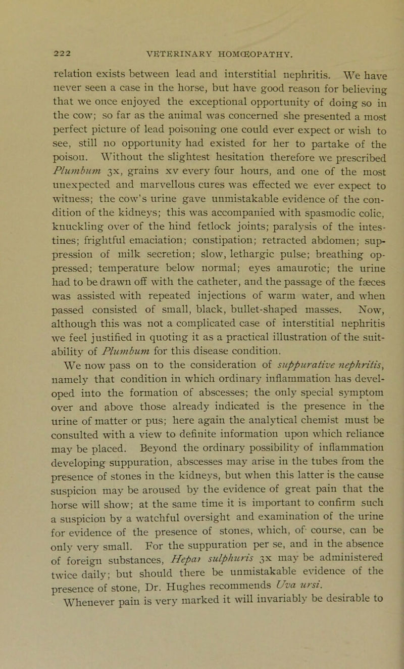 relation exists between lead and interstitial nephritis. We have never seen a case in the horse, but have good reason for believing that we once enjoyed the exceptional opportunity of doing so in the cow; so far as the animal was concerned she presented a most perfect picture of lead poisoning one could ever expect or wish to see, still no opportunity had existed for her to partake of the poison. Without the slightest hesitation therefore we prescribed Plumbum 3x, grains xv every four hours, and one of the most unexpected and marvellous cures was effected we ever expect to witness; the cow’s urine gave unmistakable evidence of the con- dition of the kidneys; this was accompanied with spasmodic colic, knuckling over of the hind fetlock joints; paralysis of the intes- tines; frightful emaciation; constipation; retracted abdomen; sup- pression of milk secretion; slow, lethargic pulse; breathing op- pressed; temperature below normal; eyes amaurotic; the urine had to be drawn off with the catheter, and the passage of the faeces was assisted with repeated injections of warm water, and when passed consisted of small, black, bullet-shaped masses. Now, although this was not a complicated case of interstitial nephritis we feel justified iu quoting it as a practical illustration of the suit- ability of Plumbum for this disease condition. We now pass on to the consideration of suppurative nephritis, namely that condition in which ordinary inflammation has devel- oped into the formation of abscesses; the only special symptom over and above those already indicated is the presence in the urine of matter or pus; here again the analytical chemist must be consulted with a view to definite information upon which reliance may be placed. Beyond the ordinary possibility of inflammation developing suppuration, abscesses may arise in the tubes from the presence of stones in the kidneys, but when this latter is the cause suspicion may be aroused by the evidence of great pain that the horse will show; at the same time it is important to confirm such a suspicion by a watchful oversight and examination of the urine for evidence of the presence of stones, which, of course, can be only very small. For the suppuration per se, and in the absence of foreign substances, Hepat sulphuris 3X may be administered twice daily; but should there be unmistakable evidence of the presence of stone, Dr. Hughes recommends Uva ursi. Whenever pain is very marked it will invariably be desirable to