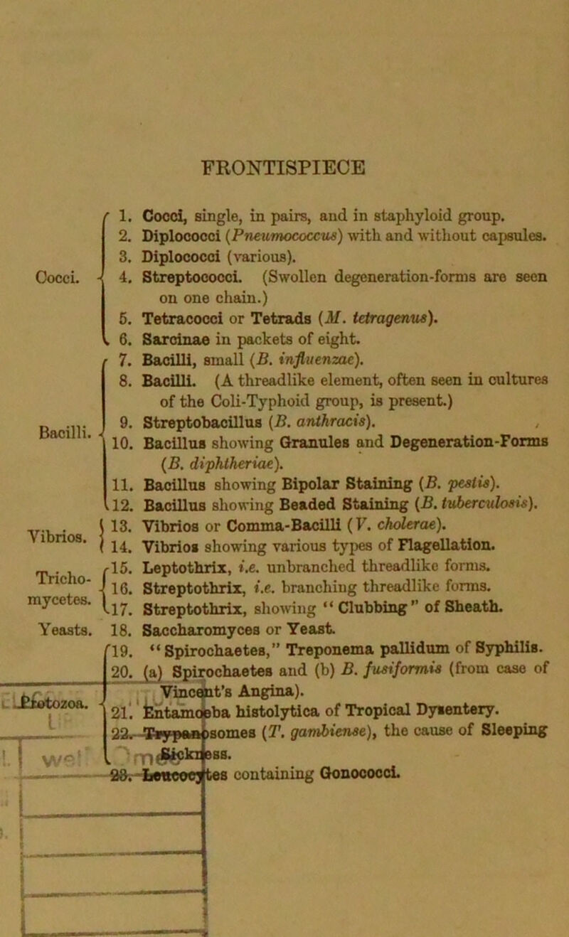 FRONTISPIECE Cocci. f 2. 3. - 4, 6. . 6. ■ 7. 8. Bacilli. 11. .12. Vibrios, Tricho- (\l mycetes. Yeasts. 18. ri9. Cocci, single, in pairs, and in staphyloid group. Diplococci {Pneumococcus) with and without capsules. Diplococci (various). Streptococci. (Swollen degeneration-fonus are seen on one chain.) Tetracocci or Tetrads {M. teiragenus). Sarcinae in packets of eight. Bacilli, small (B. influenzae). Bacilli. (A threadlike element, often seen in cultures of the Coli-Typhoid group, is present.) Streptobacillus (B. anthracis). , Bacillus showing Granules and Degeneration-Forms {B. diphiheriae). Bacillus showing Bipolar Staining {B. pestis). Bacillus showing Beaded Staining {B. tuberculosis). Vibrios or Comma-Bacilli (F. cholerae). Vibrios showing various types of Flagellation. Leptothrix, i.e. unbranched threadlike forms. Streptothrix, i.e. branching threadlike forms. Streptothrix, showing “Clubbing” of Sheath. Saccharomyces or Yeast “ Spirochaetes,” Treponema pallidum of Syphilis. 20. (a) Spirochaetes and (b) B. fusiformis (from case of t. ...^iotozoa. - L' !. we! *1 * ' I I. i , . Vincent’s Angina). 2l! E^tainc jba histolytica of Tropical Dysentery. T\ Tsypan )8omes (T. gambiense), the cause of Sleeping fl0» tiMieoe] tes containing GonococcL