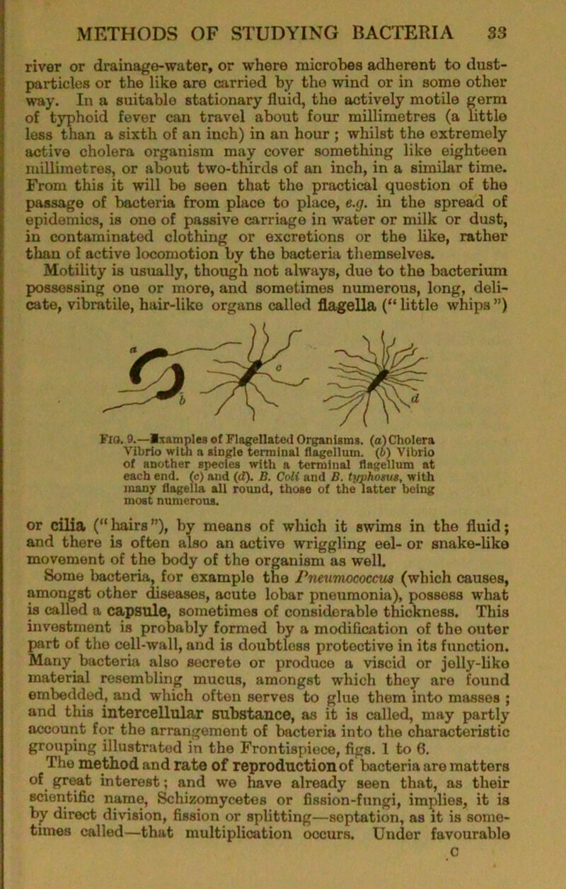 river or drainage-water, or where microbes adherent to dust- particles or the like are carried by the wind or in some other way. In a suitable stationary fluid, the actively motile germ of typhoid fever can travel about four millimetres (a Uttlo less than a sixth of an inch) in an hour ; whilst the extremely active cholera organism may cover something like eighteen millimetres, or about two-thirds of an inch, in a similar time. From this it will be seen that the practical question of the passage of bacteria from place to place, e.g. in the spread of epidemics, is one of passive carriage in water or milk or dust, in contaminated clothing or excretions or the like, rather than of active locomotion by the bacteria themselves. Motility is usiially, though not always, due to the bacterium possessing one or more, and sometimes numerous, long, deli- cate, vibratile, hair-like organs called flagella (“ little whips ”) I’lO, 9.—Ixamples of Flagellated Organisms, (a) Cholera Vibrio with a single terminal flagellum, (h) Vibrio of another species with a terminid flagellum at each end. (c) and (d). B. Coli and B. tmhosuB, with many flagella all round, those of the latter being most numerous. or cilia (“ hairs ”), by moans of which it swims in the fluid; and there is often also an active wriggling eel- or snake-like movement of the body of the organism as well. Some bacteria, for example the Pneumccoccua (which causes, amongst other diseases, acute lobar pneumonia), possess what w called a capsule, sometimes of considerable thickness. This investment is probably formed by a modification of the outer part of the cell-wall, and is doubtless protective in its function. Many bacteria also secrete or produce a viscid or jelly-like material resembling mucus, amongst which they are found embedded, and which often serves to glue them into masses ; and this intercellular substance, as it is called, may partly account for the arrangement of bacteria into the characteristic grouping illustrated in the Frontispiece, figs. 1 to 6. The method and rate of reproduction of bacteria are matters of gr^t interest; and we have already seen that, as their scientific name, ^hizomycetos or fission-fungi, implies, it is by direct division, fission or splitting—soptation, as it is some- times called—that multiplication occurs. Under favourable c