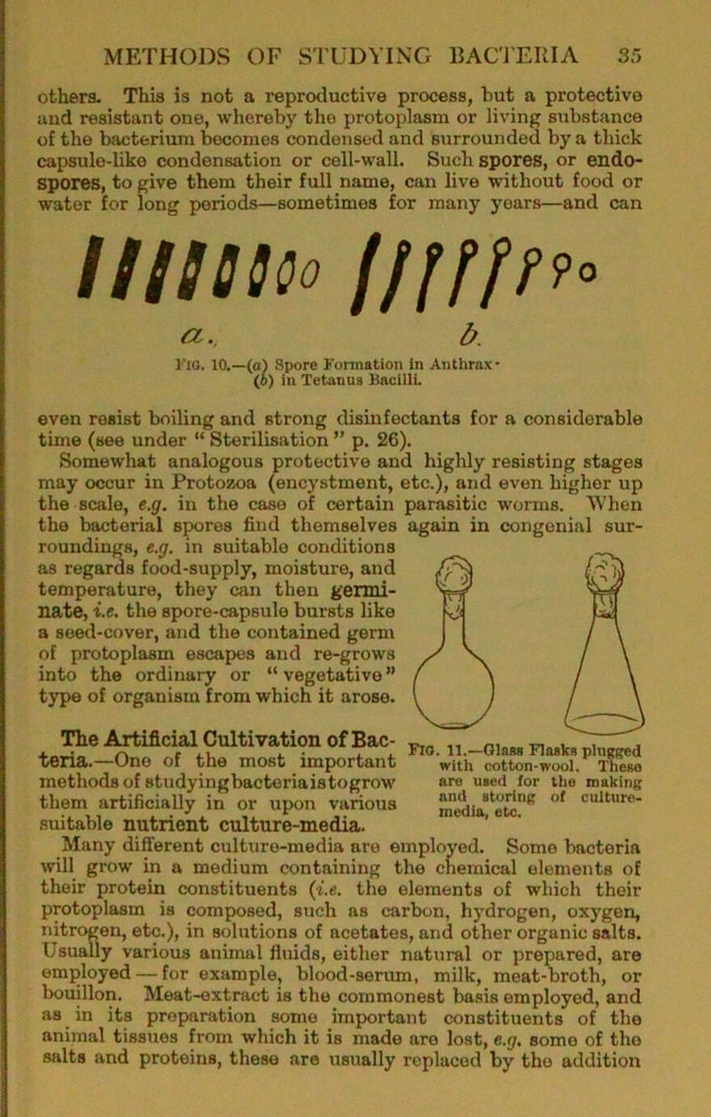 others- This is not a reproductive process, but a protective and resistant one, whereby the protoplasm or living substance of the bacterium becomes condensed and surrounded by a thick capsule-like condensation or cell-wall. Such spores, or endo- spores, to give them their full name, can live without food or water for long periods—sometimes for many years—and can CL. b. I'xo. 10.—(a) Spore Fonnation in Anthrax- (o) in Tetanus BacillL even resist boiling and strong disinfectants for a considerable time (see under “ Sterilisation ” p. 26). Somewhat analogous protective and highly resisting stages may occur in Protozoa (encystment, etc.), and even higher up the scale, e.g. in the case of certain parasitic worms. When the bacterial spores find themselves again in congenial sur- roundings, e.g. in suitable conditions as regards food-supply, moisture, and temperature, they can then germi- nate, i.e. the spore-capsule bursts like a seed-cover, and the contained germ of protoplasm escapes and re-grows into the ordinary or “vegetative” type of organism from which it arose. The Artificial Cultivation of Bac- ,, rn . i ^ x„ r\ r iu 1. • i j. FlO. n.—wings Flanks plugged tena.—One of the most important with cotton-wool. These methods of studyingbacteriaistogrow aro used for the making them artificially in or upon various ne%a*^etc^ culture- suitable nutrient culture-media. ’ Many different culture-media are employed. Some bacteria will grow in a medium containing the chemical elements of their protein constituents (i.e. the elements of which their protoplasm is composed, such as carbon, hydrogen, oxygen, nitrogen, etc.), in solutions of acetates, and other organic salts. Usually various animal fluids, either natural or prepared, are employed — for example, blood-serum, milk, meat-broth, or bouillon. Meat-extract is the commonest basis employed, and as ^ in its preparation some important constituents of the animal tissues from which it is made are lost, e.g, some of the salts and proteins, these are usually replaced by the addition