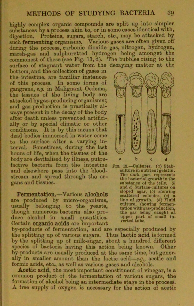 highly complex organic compounds are split up into simpler substances by a process akin to, or in some cases identical with, digestion. Proteins, sugars, starch, etc., may be attacked by such fermenting organisms. Various gases are often given oflf during the process, carbonic dioxide gas, nitrogen, hydrogen, marsh-gas and sulphuretted hydrogen being amongst the commonest of these (see Fig. 13, d). The bubbles rising to the surface of stagnant water from the decaying matter at the bottom, and the collection of gases in the intestine, are familiar instances of this process. In some forms of gangrene, e.g. in Malignant Oedema, the tissues of the living body are attacked by gas-producing organisms; and gas-production is practically al- ways present in the decay of the body after death unless prevented artifici- ally or by special climatic or other conditions. It is by this means that dead bodies immersed in water come to the surface after a varying in- terval. Sometimes, during the last hours of life, when the tissues of the body are devitalised by illness, putre- factive bacteria from the intestine and elsewhere pass into the blood- stream and spread through the or- gans and tissues. Fermentation.—Various alcohols are produced by micro-organisms, usually belonging to the yeasts, though numerous bacteria also pro- duce alcohol in small c|uantities. Certain organic acids are important by-products of fennentation, and are especially produced by the splitting up of various sugars. Thus lactic acid is formed by the splitting up of milk-sugar, about a hundred different species of bacteria having this action being known. Other by-products are usually produced at the same time, but gener- ally in smaller amount than the lactic acid—e.g., acetic and formic acids, etc., as well as various gases and alcohols. Acetic acid, the most important constituent of vinegar, is a common product of the fermentation of various sugars, the formation of alcohol being an intermediate stage in the process. A free supply of oxygen is necessary for the action of acetic Fio. 13.—CultnrM. (a) Stall- culture in nutrientgelatin. The dark part represents the bacterial growth in the substance ol Uie jelly, (b and c) Surface-cultures on sloped agar, (6) showing scattered colonies, (c) a line of growth, (d) Jluid culture, showing fermen- tation with'gos-production, the gas being caught at upper part of sm^l in- verted tube.