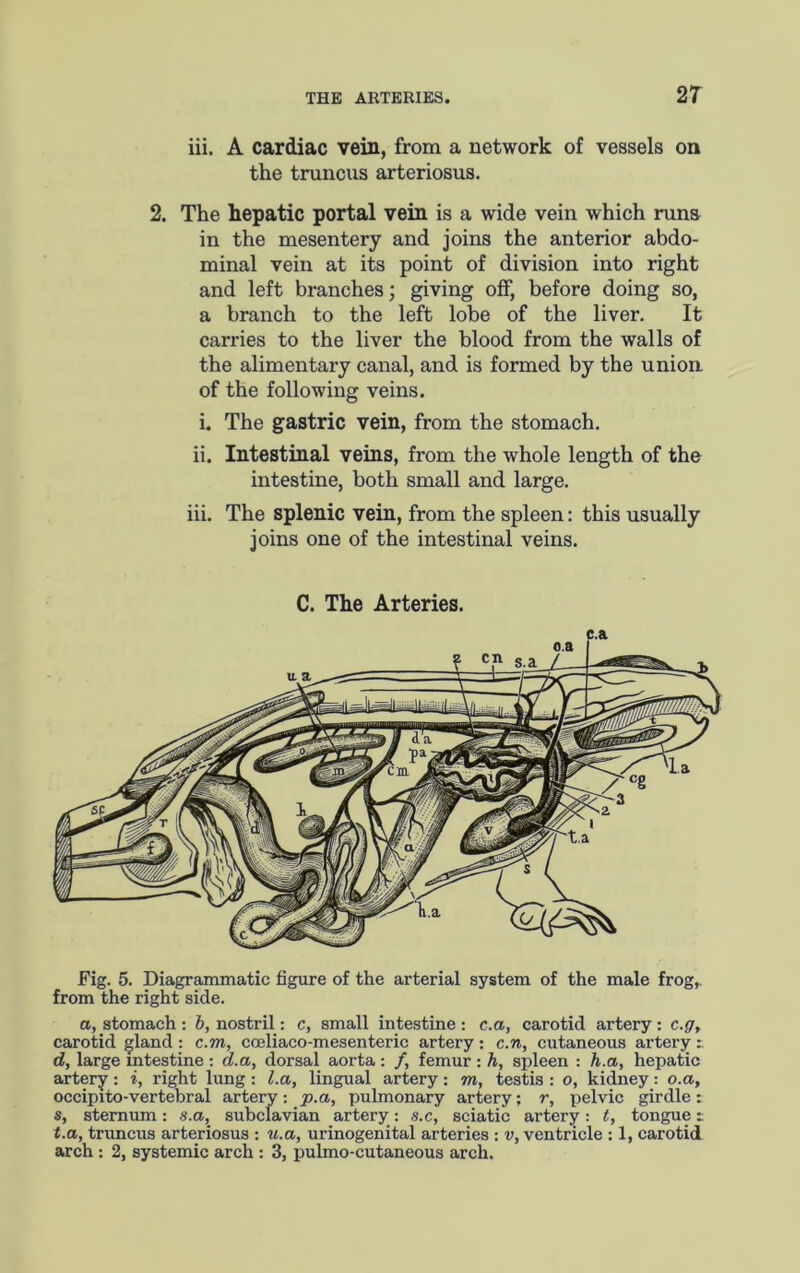 2T iii. A cardiac vein, from a network of vessels on the trunciis arteriosus. 2. The hepatic portal vein is a wide vein which runs in the mesentery and joins the anterior abdo- minal vein at its point of division into right and left branches; giving off, before doing so, a branch to the left lobe of the liver. It carries to the liver the blood from the walls of the alimentary canal, and is formed by the union of the following veins. i. The gastric vein, from the stomach. ii. Intestinal veins, from the whole length of the intestine, both small and large. iii. The splenic vein, from the spleen: this usually joins one of the intestinal veins. C. The Arteries. Fig. 5. Diagrammatic figure of the arterial system of the male frog,, from the right side. a, stomach: 6, nostril: c, small intestine: c.a, carotid artery: c.ff, carotid gland : c.m, cceliaco-mesenteric artery : c.n, cutaneous artery t. d, large intestine : d.a, dorsal aorta : /, femur : h, spleen : h.a, hepatic artery: i, right lung: La, lingual artery: m, testis : o, kidney: o.a, occipito-vertebral artery: p.a, pulmonary artery; r, pelvic girdle t s, sternum: s.a, subclavian artery: s.c, sciatic artery: t, tongue r t. a, truneus arteriosus : u.a, urinogenital arteries : v, ventricle : 1, carotid