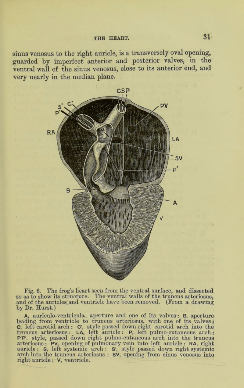 sinus venosus to the right auricle, is a transversely oval opening, guarded by imperfect anterior and posterior valves, in the ventral wall of the sinus venosus, close to its anterior end, and very nearly in the median plane. CSP Fig. 6. The frog’s heart seen from the ventral surface, and dissected so as to show its structure. The ventral walls of the truncus arteriosus, and of the auricles_and ventricle have been removed. (From a drawing by Dr. Hurst.) A, auriculo-ventricula. aperture and one of its valves: B, aperture leading from ventricle to truncus arteriosus, with one of its valves: C, left carotid arch : C', style passed down right carotid arch into the truncus arteriosus: LA, left auricle: P, left pulmo-cutaneoiis arch: PP', style, passed down right pulmo-cutaneous arch into the truncus arteriosus : PV, opening of pulmonary vein into left auricle : RA, right auricle: 8, left systemic arch : S', style passed down right systemic arch into the truncus arteriosus : SV, opening from sinus venosus into right auricle : V, ventricle.