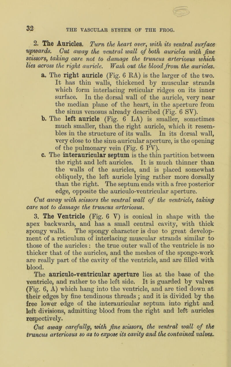 2. The Auricles. Turn the heart over, with its ventral surface upwards. Cut away the ventral wall of both auricles with fine scissors, taking care not to damage the truncus arteriosus which lies across the right auricle. Wash out the blood from the auricles. a. The right auricle (Fig. 6 RA) is the larger of the two. It has thin walls, thickened by muscular strands which form interlacing reticular ridges on its inner surface. In the dorsal wall of the auricle, very near the median plane of the heart, in the aperture from the sinus venosus already described (Fig. 6 SV). h. The left auricle (Fig. 6 LA) is smaller, sometimes much smaller, than the right auricle, which it resem- bles in the structure of its walls. In its dorsal wall, very close to the sinu-auricular aperture, is the opening of the pulmonary vein (Fig. 6 PV). c. The interauricular septum is the thin partition between the right and left auricles. It is much thinner than the walls of the auricles, and is placed somewhat obliquely, the left auricle lying rather more dorsally than the right. The septum ends with a free posterior edge, opposite the auriculo-ventricular aperture. Cut away with scissors the ventral wall of the ventricle, taking care not to damage the truncus arteriosus. 3. The Ventricle (Fig. 6 V) is conical in shape with the apex backwards, and has a small central cavity, with thick spongy walls. The spongy character is due to great develop- ment of a reticulum of interlacing muscular strands similar to those of the auricles : the true outer wall of the ventricle is no thicker that of the auricles, and the meshes of the sponge-work are really part of the cavity of the ventricle, and are filled with blood. The auriculo-ventricular aperture lies at the base of the ventricle, and rather to the left side. It is guarded by valves (Fig. 6, A) which hang into the ventricle, and are tied down at their edges by fine tendinous threads ; and it is divided by the free lower edge of the interauricular septum into right and left divisions, admitting blood from the right and left auricles respectively. Cut away carefully, with fine scissors, the ventral wall of the truncus arteriosus so as to expose its cavity and the contained valves.