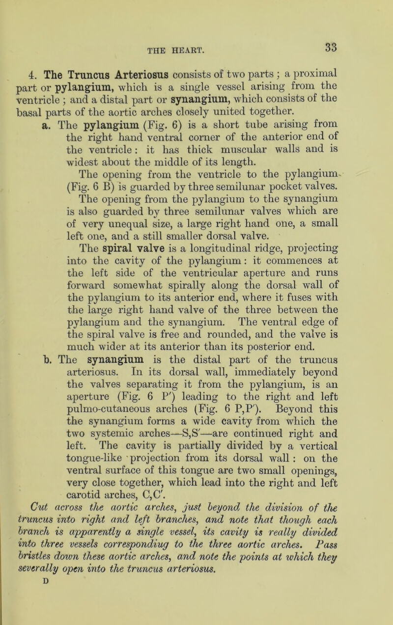 4. The Truncus Arteriosus consists of two parts ; a proximal part or pylangium, which is a single vessel arising from the ventricle; and a distal part or synangium, which consists of the basal parts of the aortic arches closely united together. a. The pylangium (Fig. 6) is a short tube arising from the right hand ventral corner of the anterior end of the ventricle: it has thick muscular walls and is widest about the middle of its length. The opening from the ventricle to the pylangium- (Fig. 6 B) is guarded by three semilunar pocket valves. The opening from the pylangium to the synangium is also guarded by three semilunar valves which are of very unequal size, a large right hand one, a small left one, and a still smaller dorsal valve. The spiral valve is a longitudinal ridge, projecting into the cavity of the pylangium: it commences at the left side of the ventricular aperture and runs forward somewhat spirally along the dorsal wall of the pylangium to its anterior end, where it fuses with the large right hand valve of the three between the pylangium and the synangium. The ventral edge of the spiral valve is free and rounded, and the valve is much wider at its anterior than its posterior end. b. The synangium is the distal part of the truncus arteriosus. In its dorsal wall, immediately beyond the valves separating it from the pylangium, is an aperture (Fig. 6 P') leading to the right and left pul mo-cutaneous arches (Fig. 6 P,P'). Beyond this the synangium forms a wide cavity from which the two systemic arches—S,S'—are continued right and left. The cavity is partially divided by a vertical tongue-like projection from its dorsal wall : on the ventral surface of this tongue are two small openings, very close together, which lead into the right and left carotid arches, C,C'. Cut across the aortic arches, just beyond the division of the truncus into right and left branches, and note that though each branch is apparently a single vessel, its cavity is really divided into three vessels corresponding to the three aortic arches. Pass bristles down these aortic arches, and note the points at which they severally open into the truncus arteriosus. D