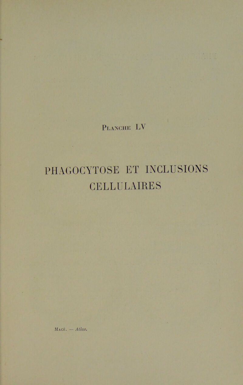 PHAGOCYTOSE ET INCLUSIONS CELLULAIRES