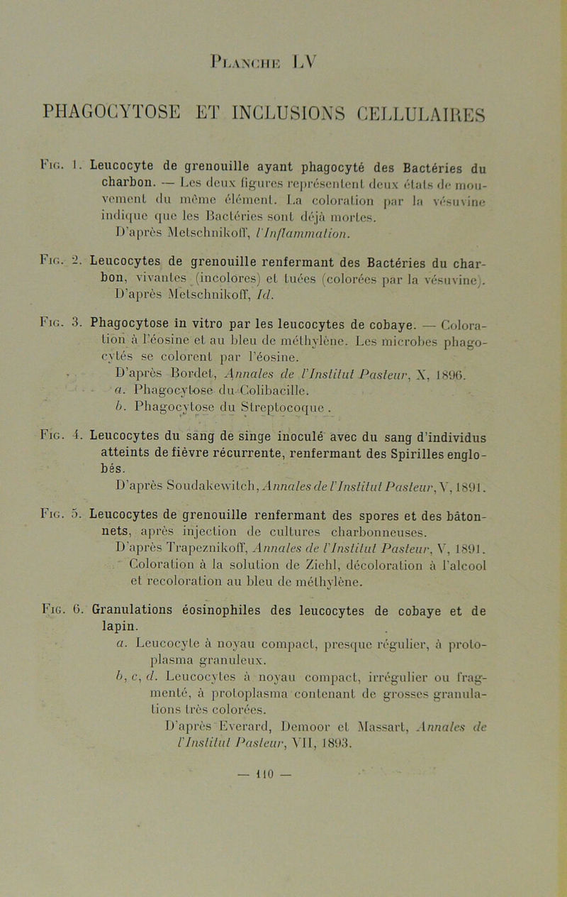 PHAGOCYTOSE ET INCLUSIONS CELLULAIRES Fir.. 1. Leucocyte de grenouille ayant phagocyté des Bactéries du charbon. — Les deux figures représentent deux étals de mou- vement du même élément. La coloration par la vésuvine indique que les Bactéries sont déjà mortes. D'après MctschnikolT, l In fl anima lion. Fin. '1. Leucocytes de grenouille renfermant des Bactéries du char- bon, vivantes (incolores) et tuées (colorées par la vésuvine,. D’après Metschnikoff, Ici. Fig. 3. Phagocytose in vitro par les leucocytes de cobaye. — Colora- tion à l’éosine et au bleu de méthylène. Les microbes phago- cytés se colorent par l’éosine. D’après Bordel, Annales cle l'Institut Pasteur, X, 1896. ci. Phagocytose du Colibacille. b. Phagocytose du Streptocoque . Fig. 4. Leucocytes du sang de singe inoculé avec du sang d’individus atteints de fièvre récurrente, renfermant des Spirilles englo- bés. D’après Soudakewilch, Annales de VInstitut Pasteur, Y, 1891. Fig. 5. Leucocytes de grenouille renfermant des spores et des bâton- nets, après injection de cultures charbonneuses. D'après Trapeznikoff, Annales de VInstitut Pasteur. V, 1891. Coloration à la solution de Ziehl, décoloration à l'alcool et recoloration au bleu de méthylène. Fig. 6. Granulations éosinophiles des leucocytes de cobaye et de lapin. a. Leucocyte à noyau compact, presque régulier, à proto- plasma granuleux. b, c, cl. Leucocytes à noyau compact, irrégulier ou frag- menté, à protoplasma contenant de grosses granula- tions très colorées. D’après Everard, Demoor et Massart, Annales de l'Institut Pasteur, VII, 1893. — 110