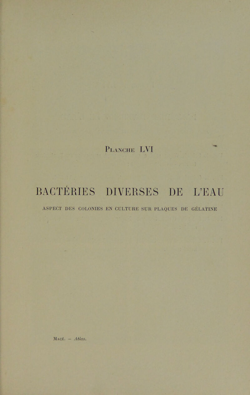 BACTÉRIES DIVERSES DE L’EAU ASPECT DES COLONIES EN CULTURE SUR PLAQUES DE GÉLATINE