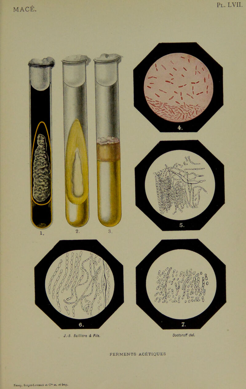 J.-B. Baillière & Fil s. DootorofT del. FERMENTS ACÉTIQUES Kaotj, llcrgcr-Lfvr»ull el Cu *«. el *mr-