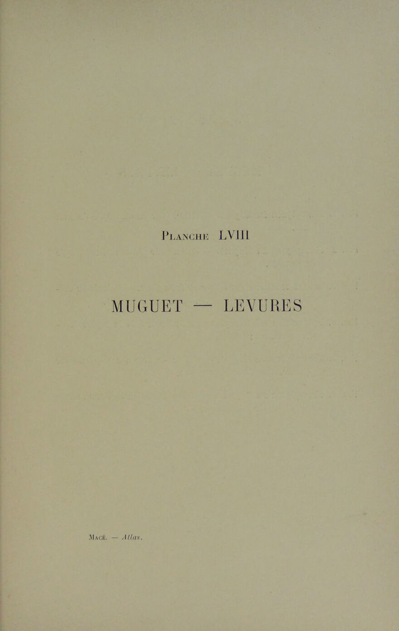 MUGUET LEVURES .Macé. Allas.