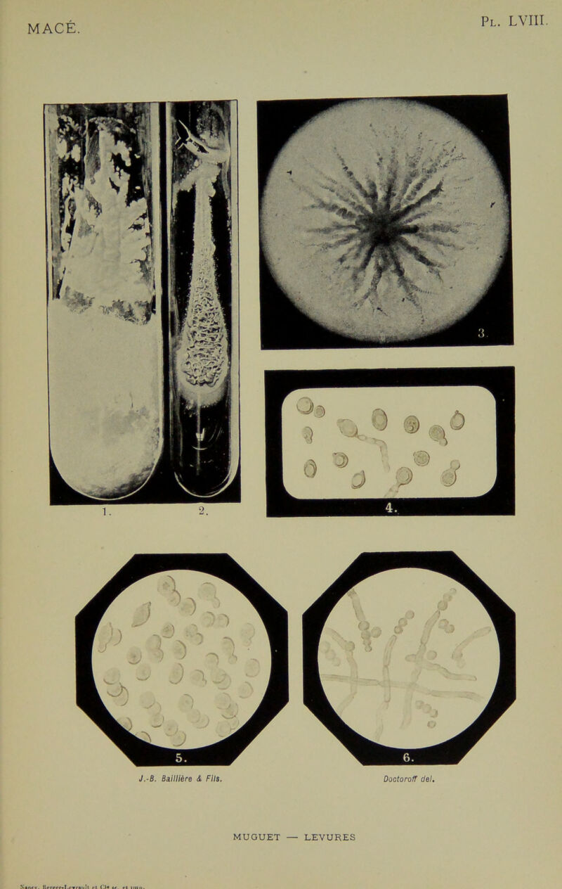 J.-B. Baillière & Fils. DoetorofT del. MUGUET — LEVURES Nancv. Urrccr-I.e»raull et (.•« te. ri nuu.