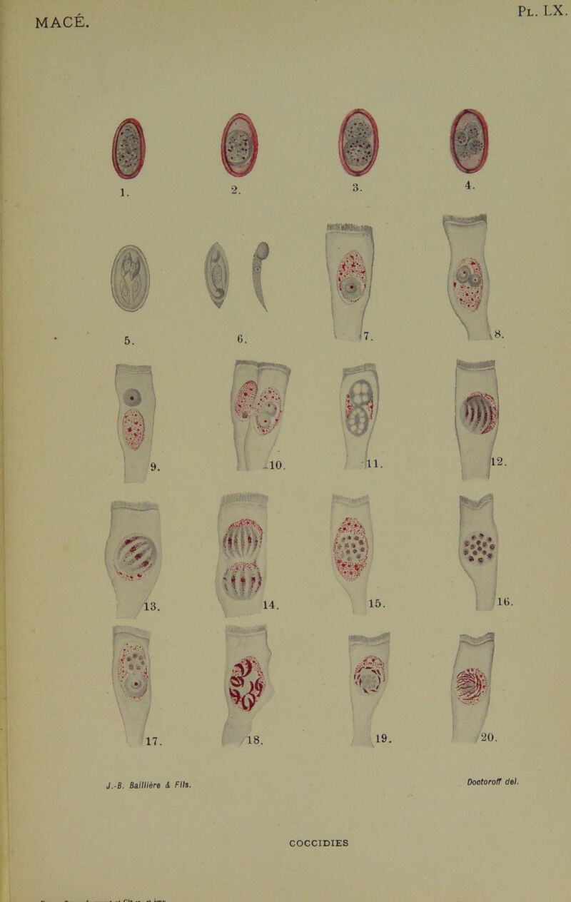 MACÉ. Pl. LX. J.-B. Baillière & Fils. Dootoroff del. COCCIDIES